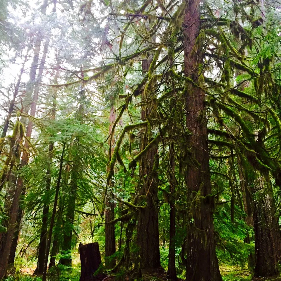 So much moss everywhere on the McKenzie River Trail.