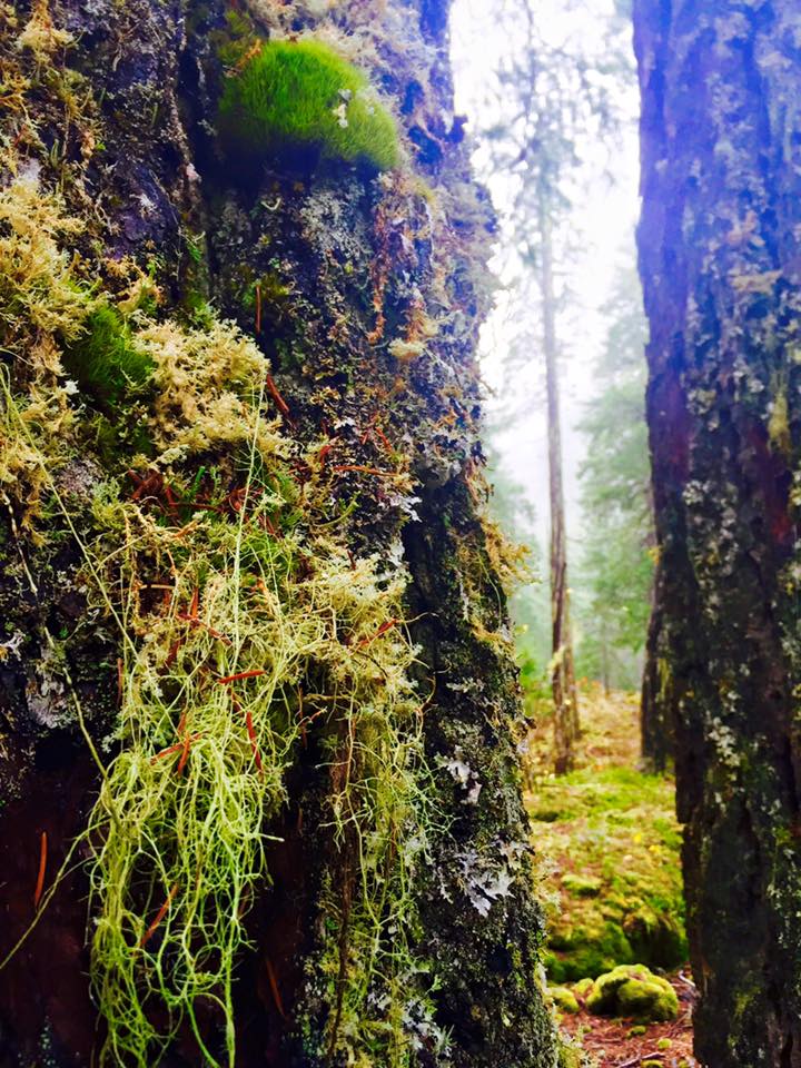 Love me some lichens!