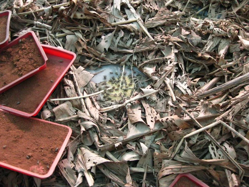 It seems like the startup costs for a cricket farm are very low. 