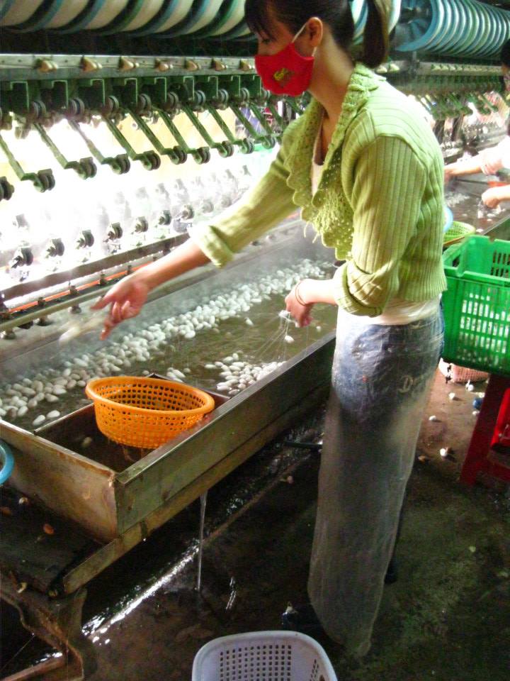 silk making step 2 - dump cocoons into hot water to loosen the silk, then thread silk into machine that unwinds the cocoons. 