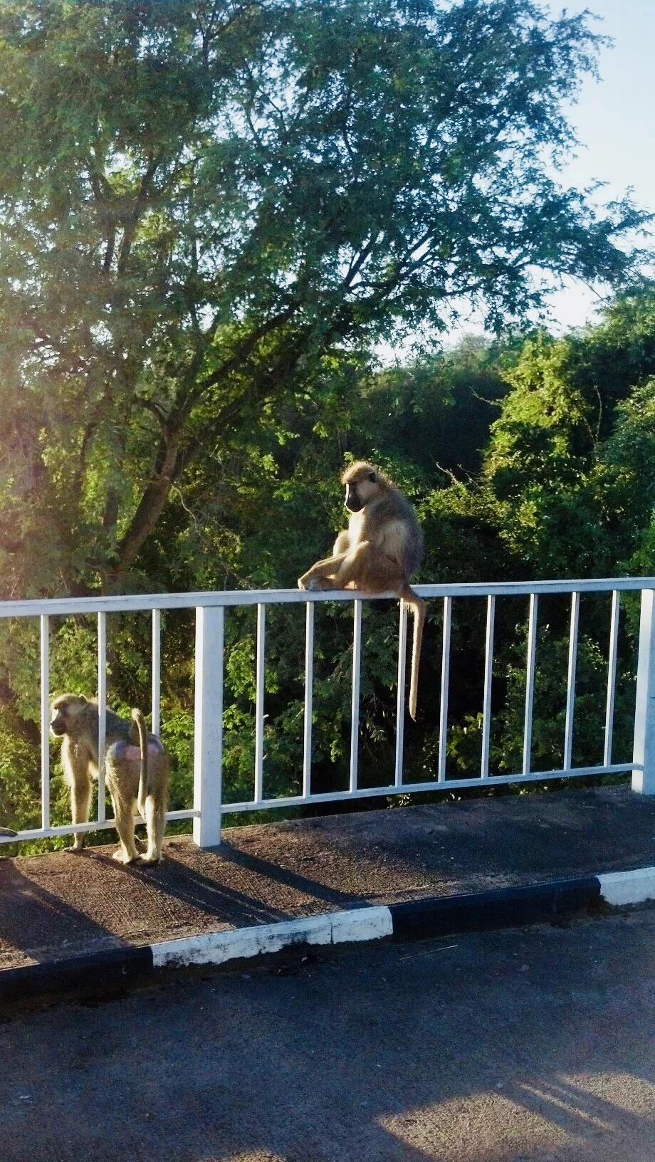Baboons near the entrance of the park