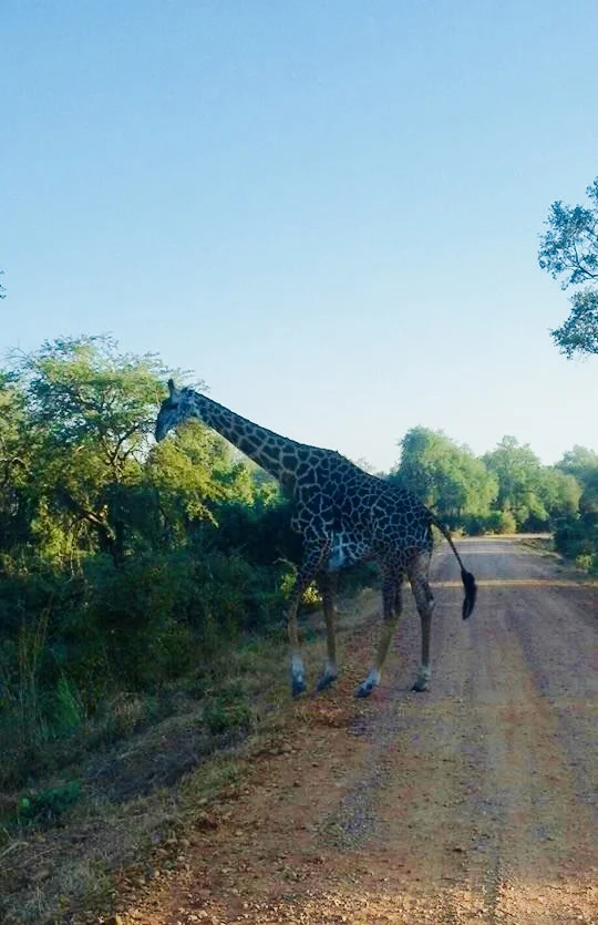 Giraffe