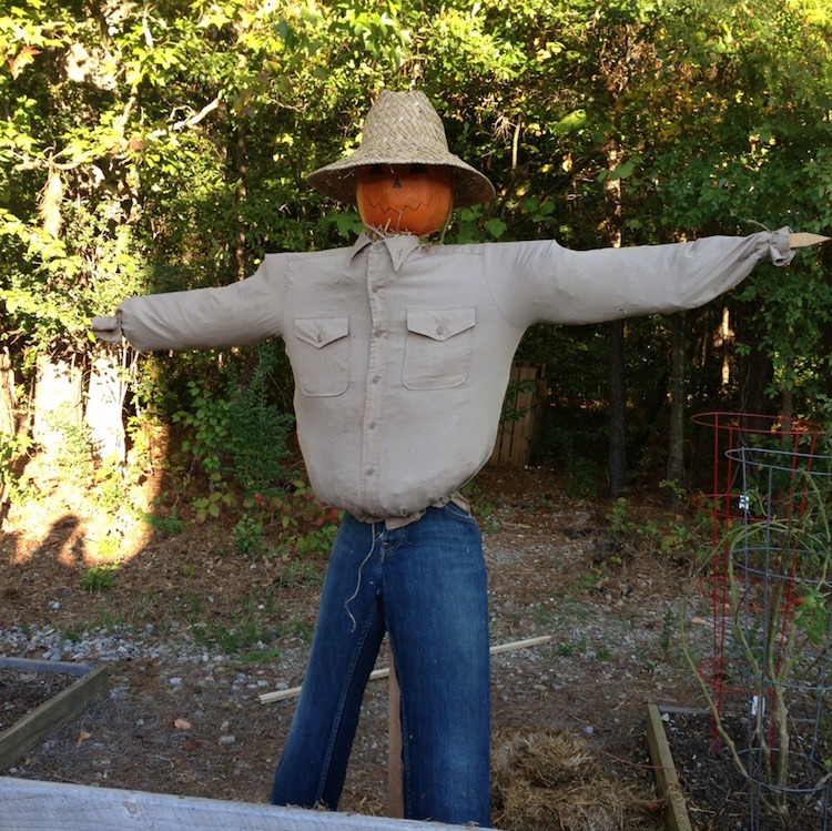 scarecrow.jpg