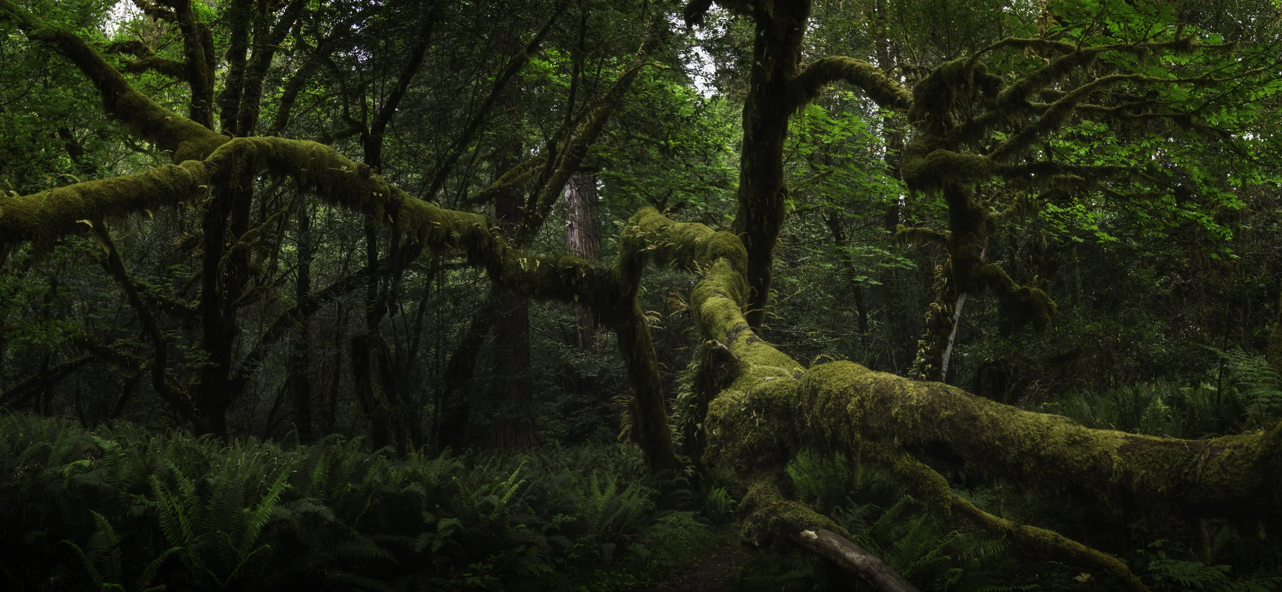 Redwood National Park, California