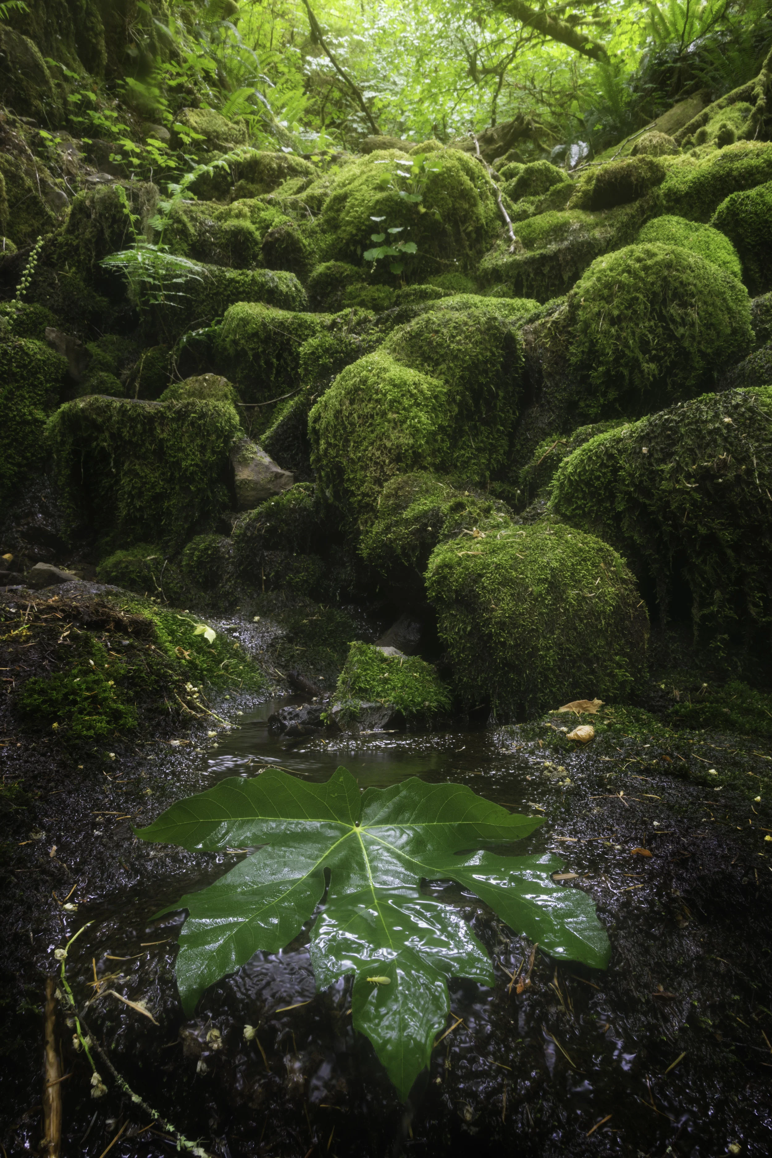 Willamette Valley, Oregon