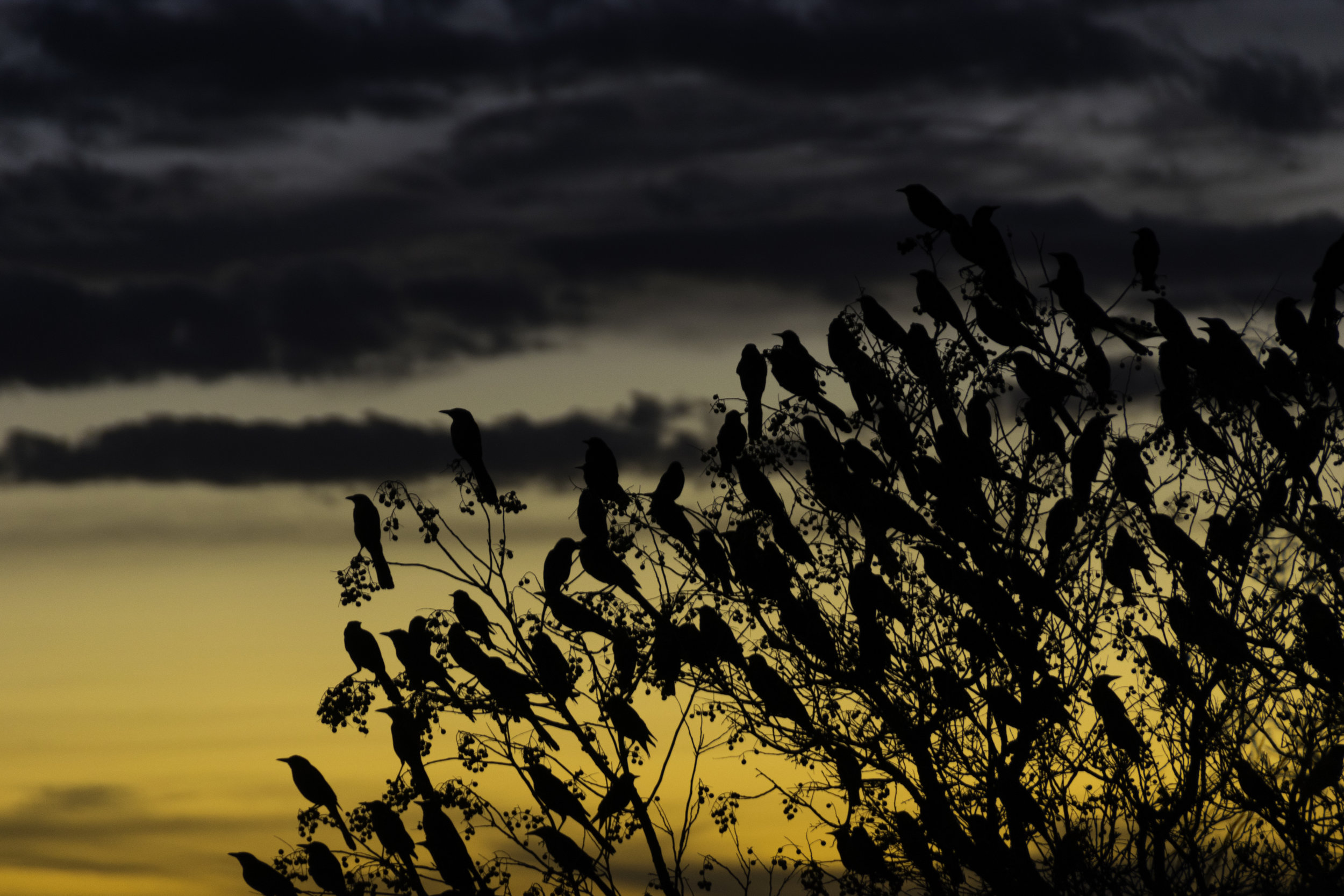 Sunset Birds.jpg