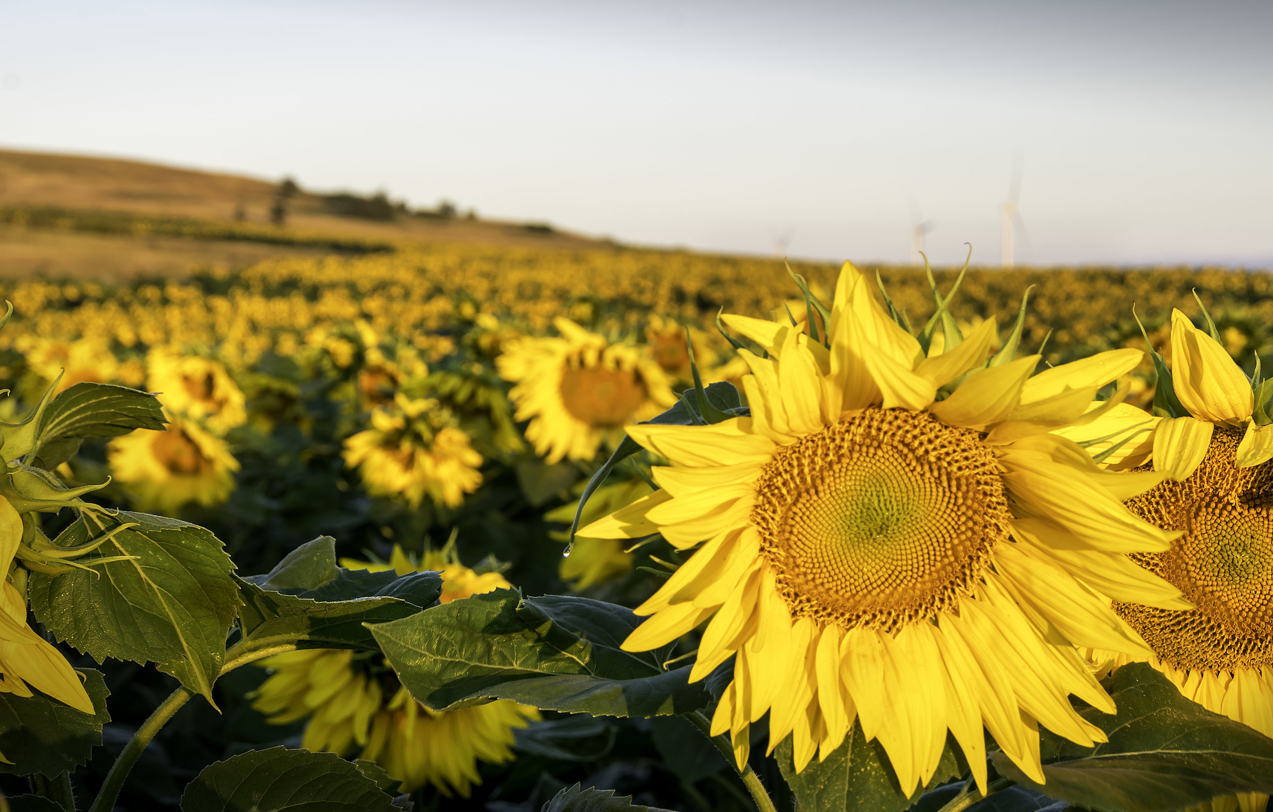 Sunflower 1.jpg