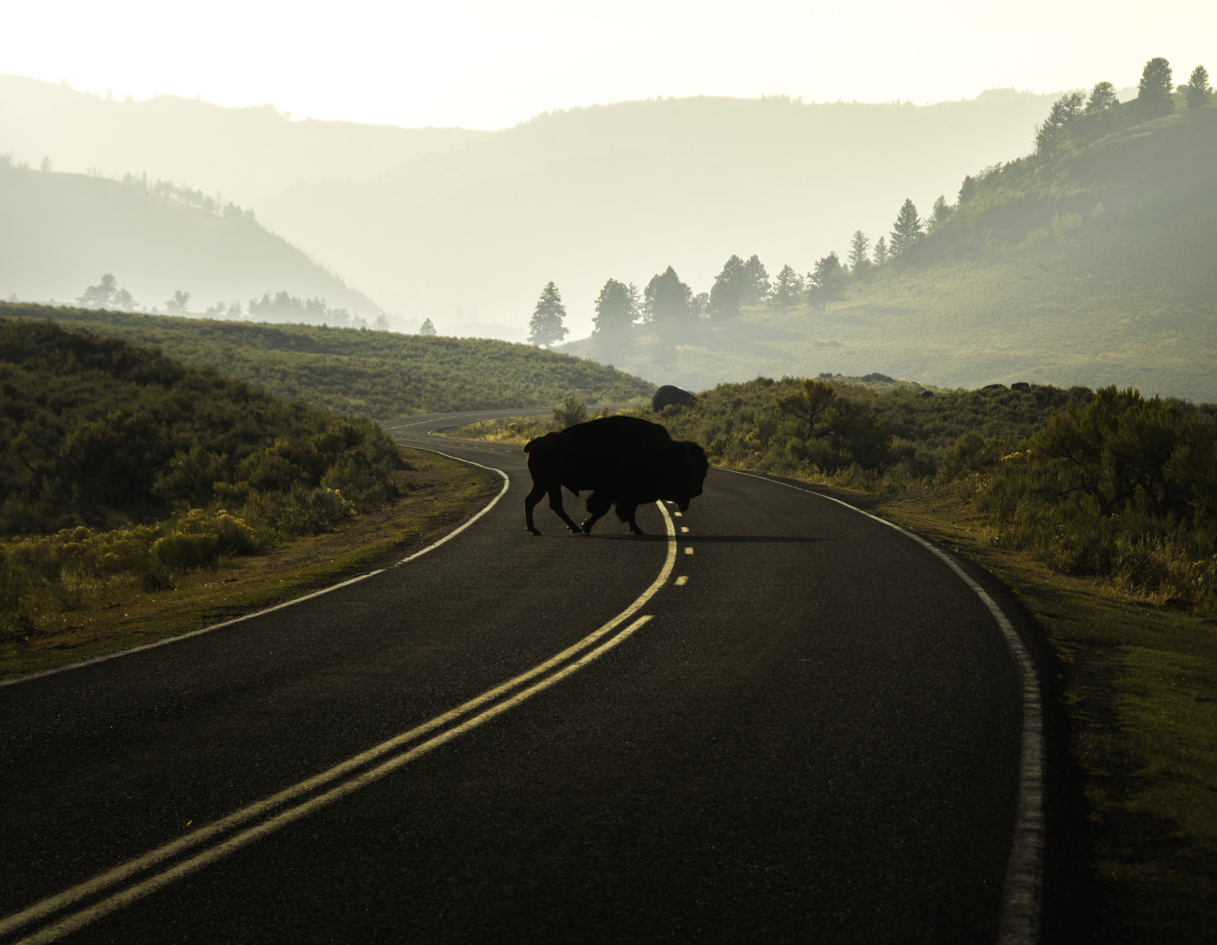 Buffalo Crossing Road edit 2.jpg