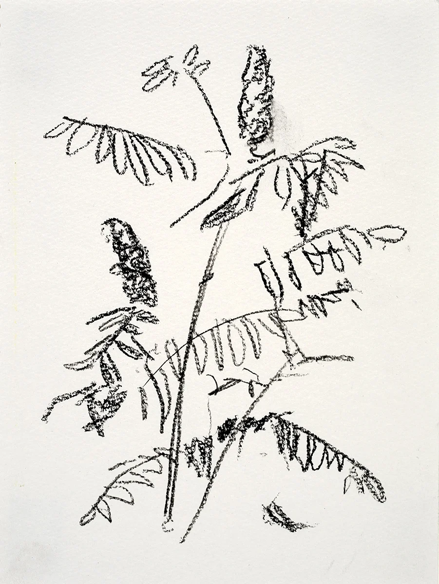 Sumac 2018 charcoal on paper 5.5 x 7.5 in.