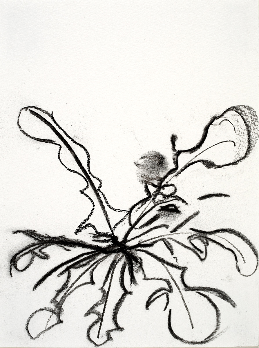   Weeds  2018 charcoal on paper 5.5 x 7.5 in. 