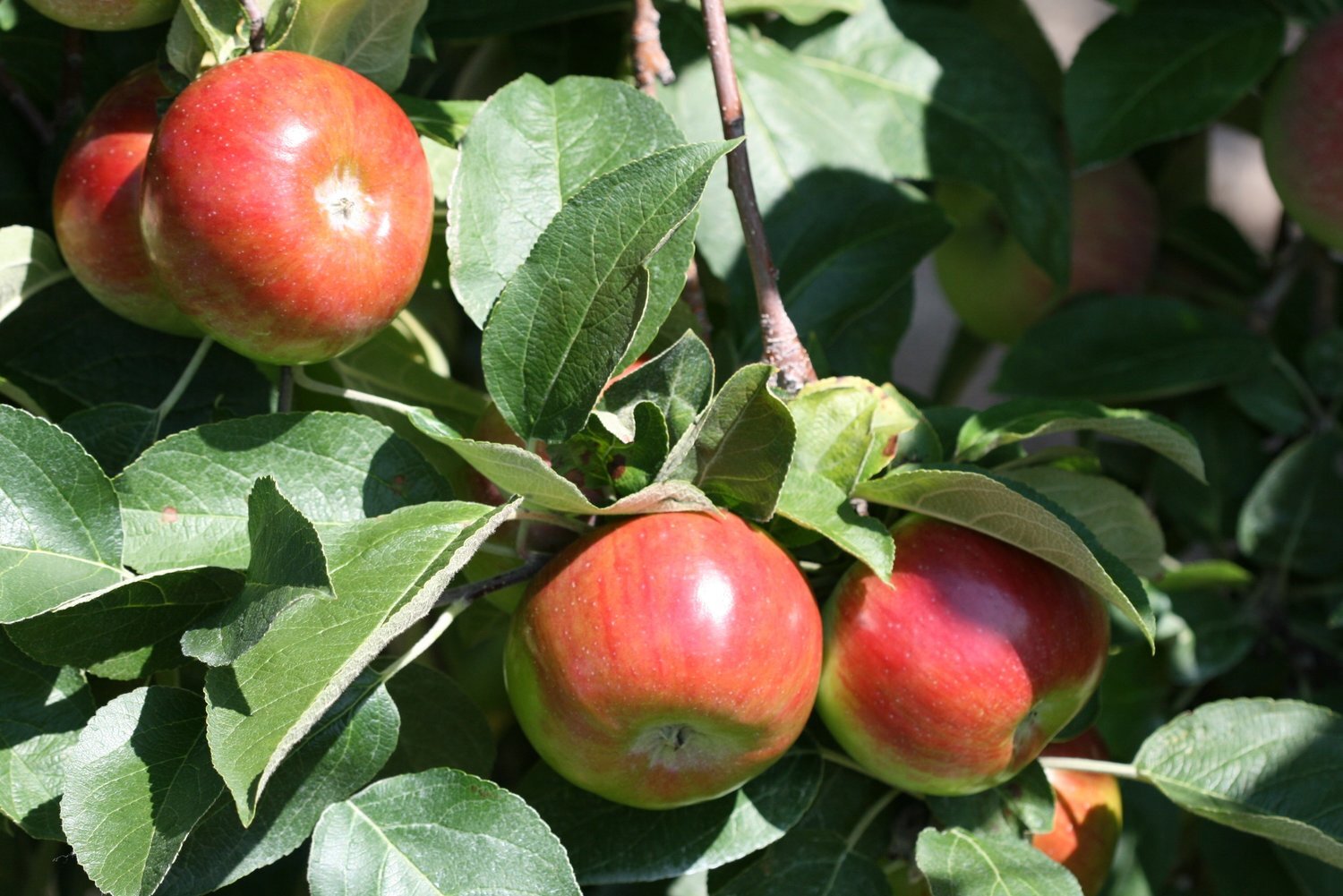 Organic Cortland Apples