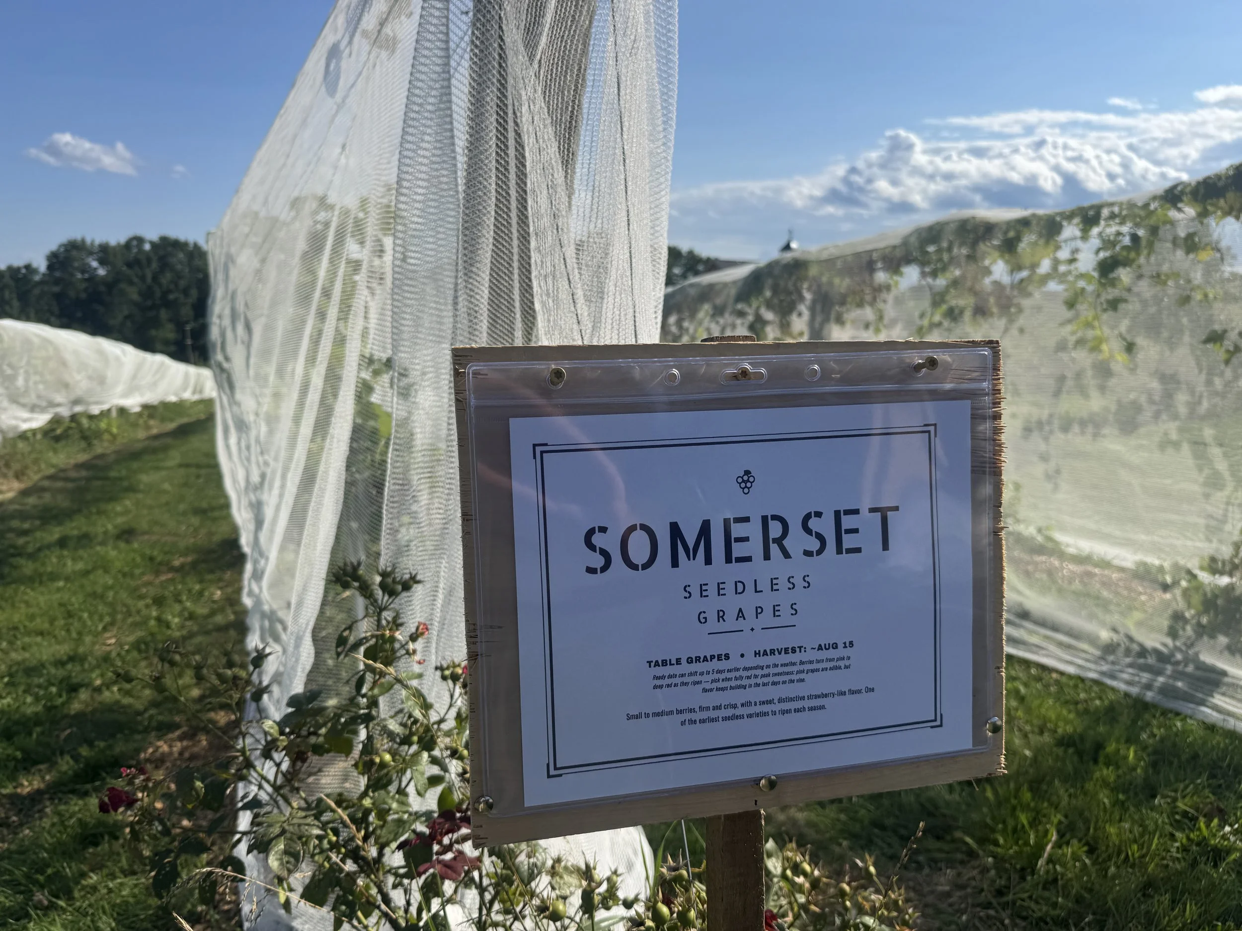 IMG_8377.jpeg