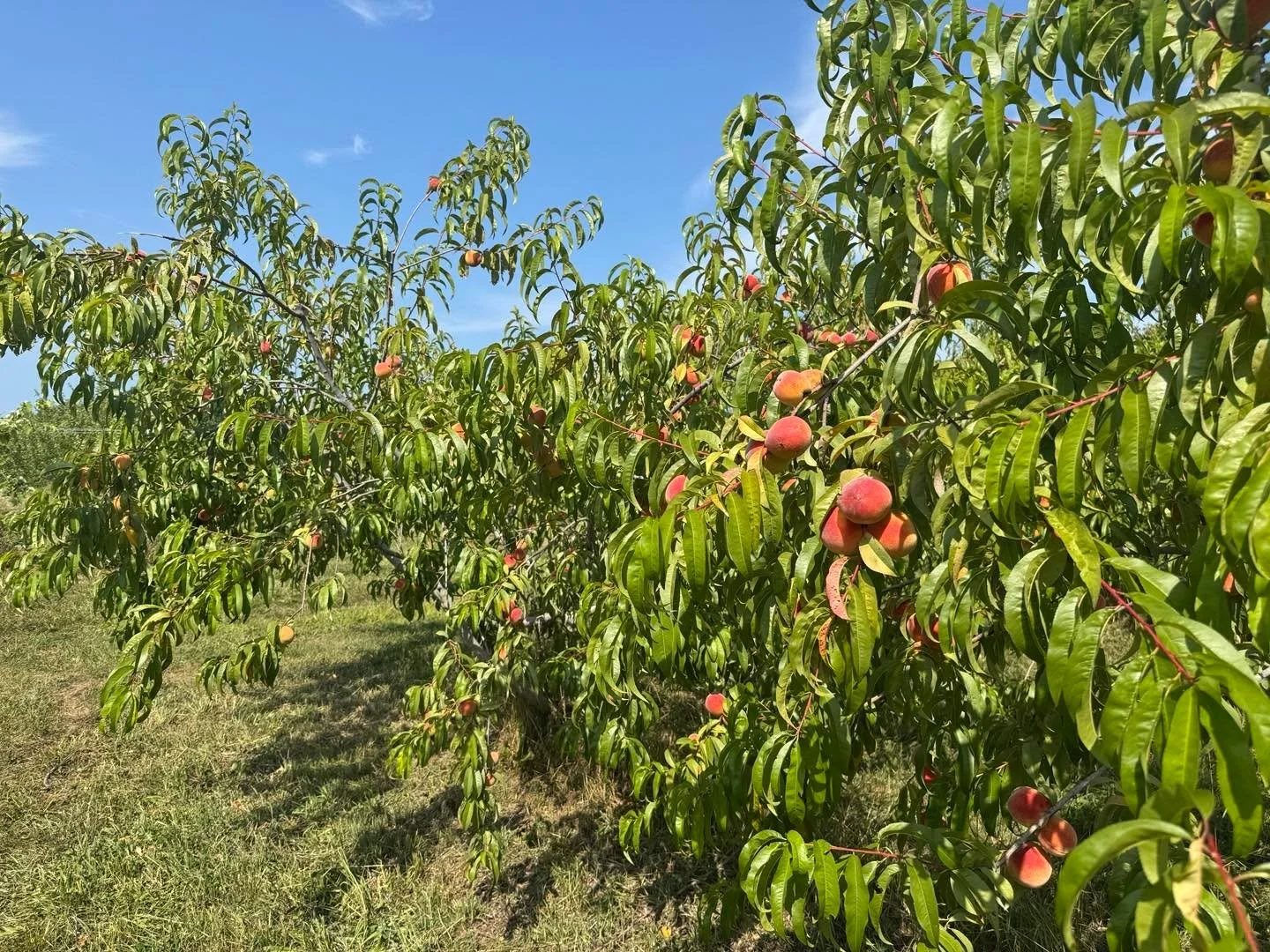 2025 certified organic peaches are ready!