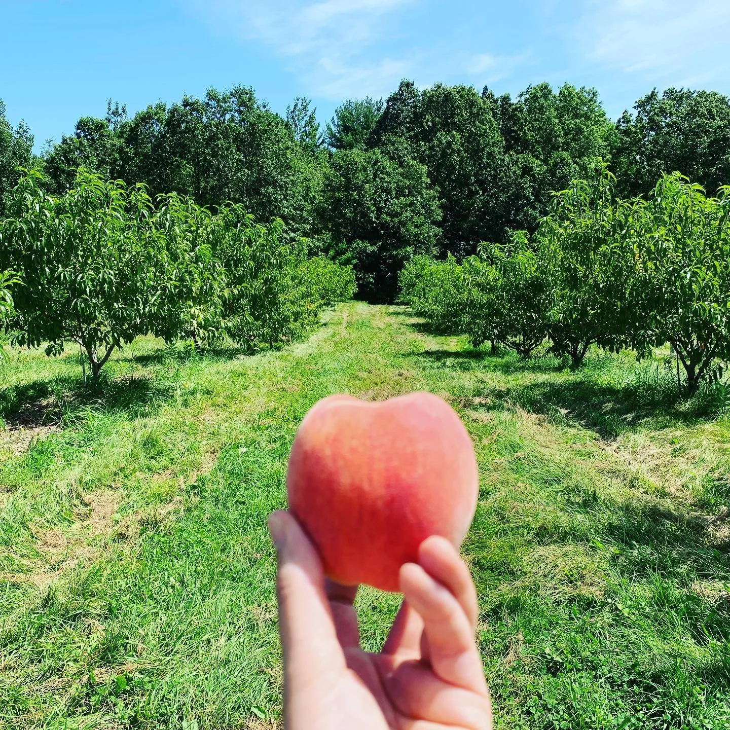 PYO juicy organic peaches! Looking and smelling  g🍑🍑d  for the next block of peaches to ripen during this coming week!  Peaches $20/bag - about $2.85/lbs. Open daily - 8 AM to dusk
