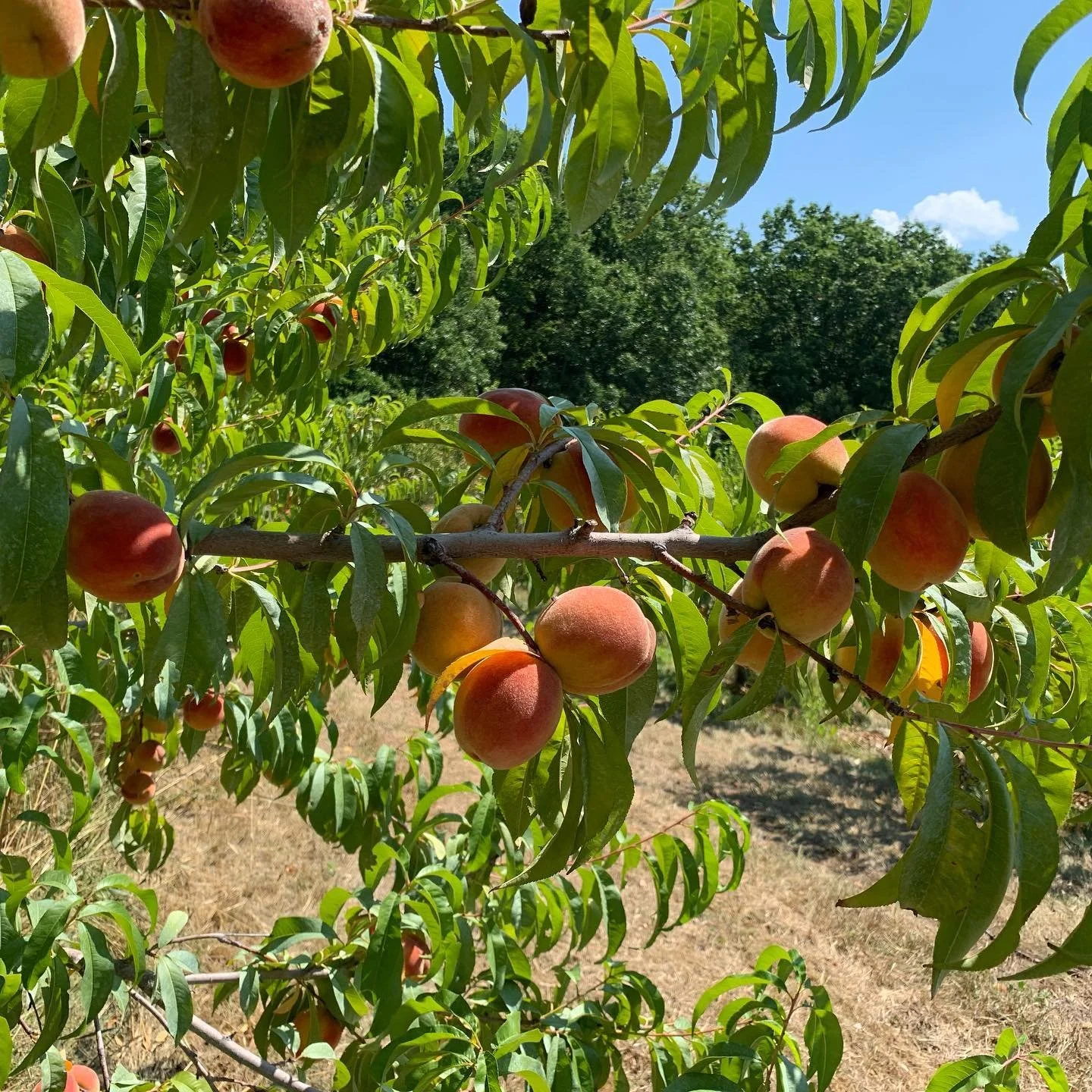 Scooter&rsquo;s Farm is opening tomorrow Sunday, August 7th, for PYO peaches (USDA organic-certified)! The crop is plentiful! Due to low rainfall, the fruit is small but flavorful! Can&rsquo;t make it on Sunday - no worries!  The crop will ripen thro