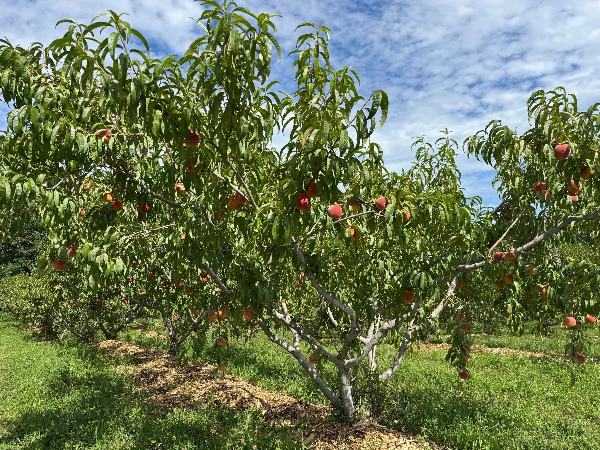 🍑 PYO Peaches are officially OPEN! 🍑

Update as of 8/6/26: our certified organic peaches are ready for picking &mdash; and we expect this window to last just a few weeks, so don't wait!

🕗 Open daily, 8am&ndash;7pm 🌱 Certified organic 🤝 Self-ser