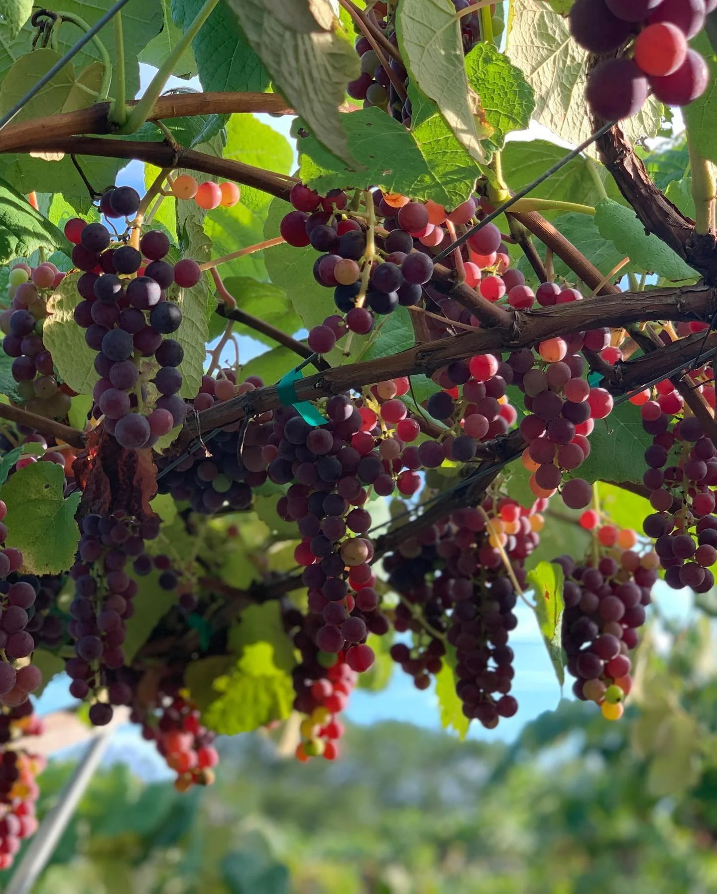 Calling all fruit-loving people! Scooter&rsquo;s Farm is opening up all the peaches and grapes for pick-your-own! The Redhaven peaches are ripe on the tree, and the Flamin&rsquo; Fury and Coralstar aren&rsquo;t too far behind.  The fresh-eating table