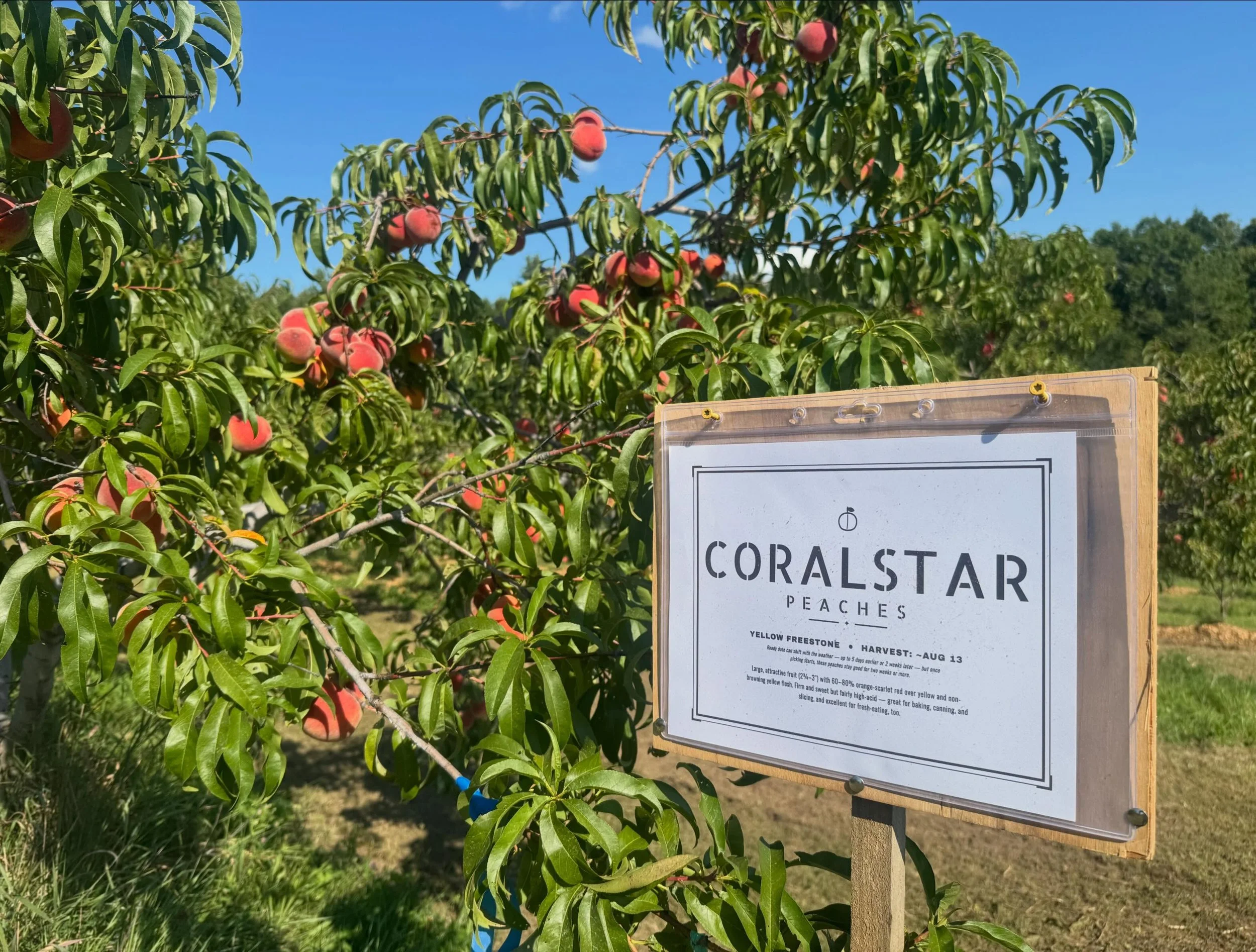 🍑 Peach Report: Coralstar &amp; Flamin&rsquo; Fury are ON 🍑

Coralstar &mdash; big, sweet, gorgeous orange-scarlet blush, ready now
Flamin&rsquo; Fury (PF 17) &mdash; sweet-tangy yellow freestone, coming right behind it

🍇 NEW: PYO Table Grapes (f