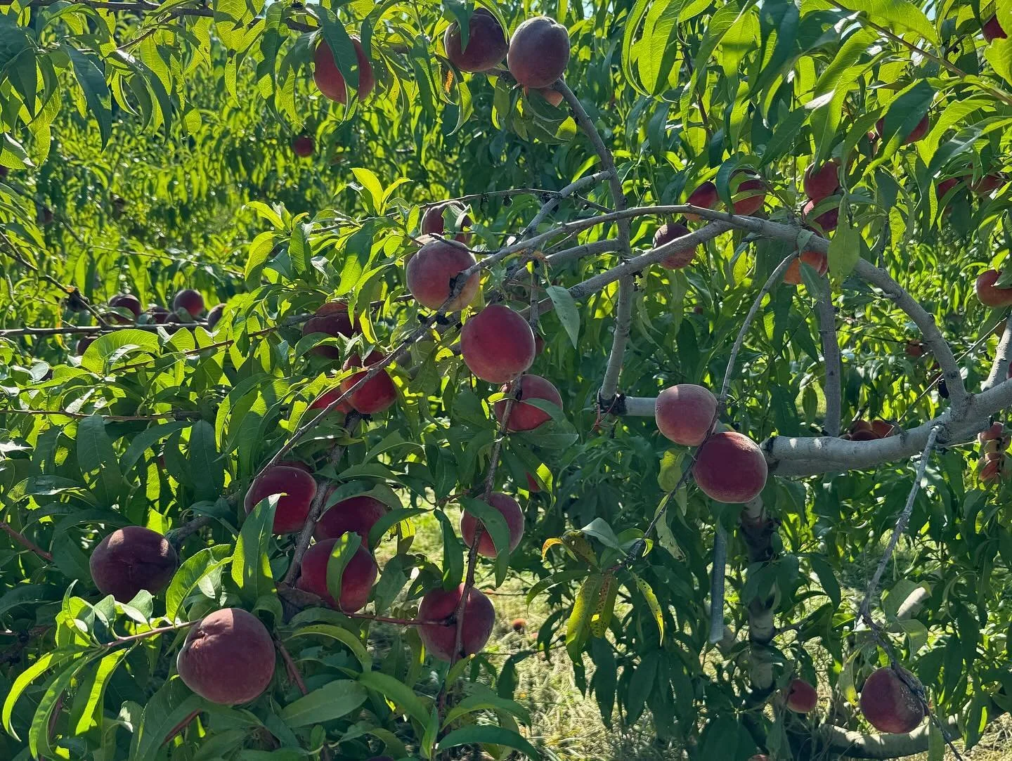 Opening Day!  Pick your own peaches at Scooter&rsquo;s Farm - self serve on the honor system. $25/bag (~$3.50/lb). The first three rows of peaches are ripe/nearly ripe for that summertime cobbler or peaches &lsquo;n cream. No better fruit than a swee