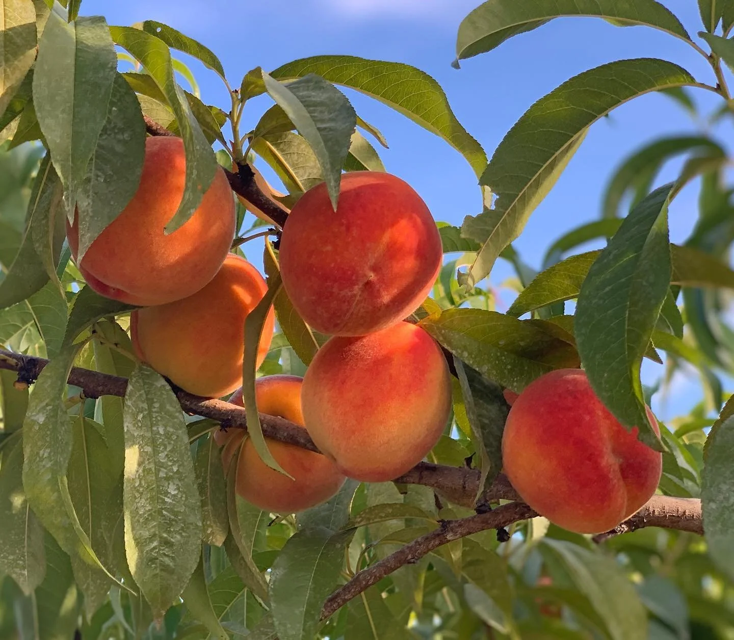 Perfect weekend to pick peaches! We received a few calls asking if we still have peaches - absolutely!! Peaches and cream for dessert tonight! USDA organic certified, $20/bag - (~$3/lbs). #nofilter 😊