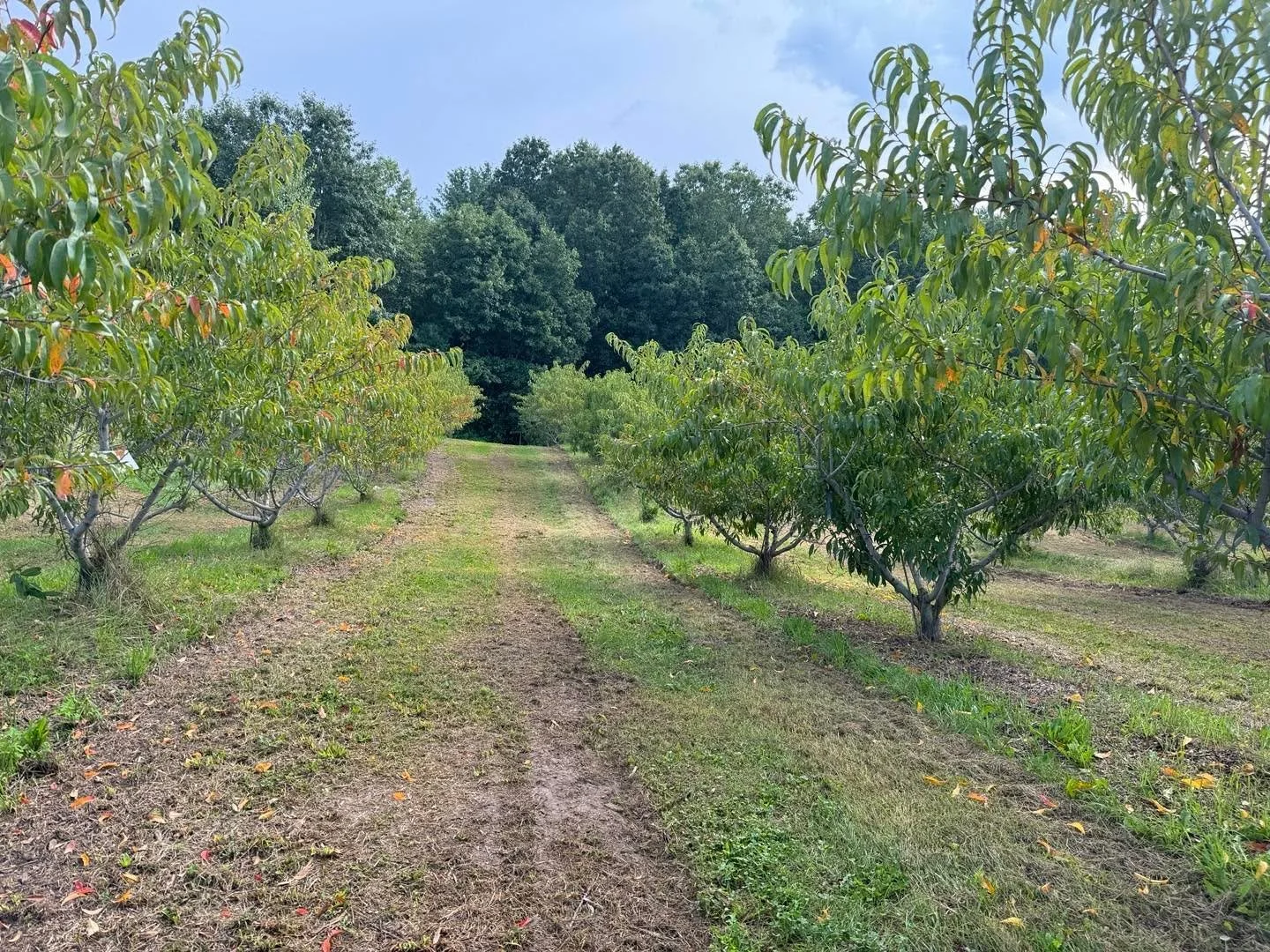 All Picked Out! PYO Peaches are done.  No apples/grapes due to young trees and light crop.  Thanks for the support and we&rsquo;ll see you in August of 2025!