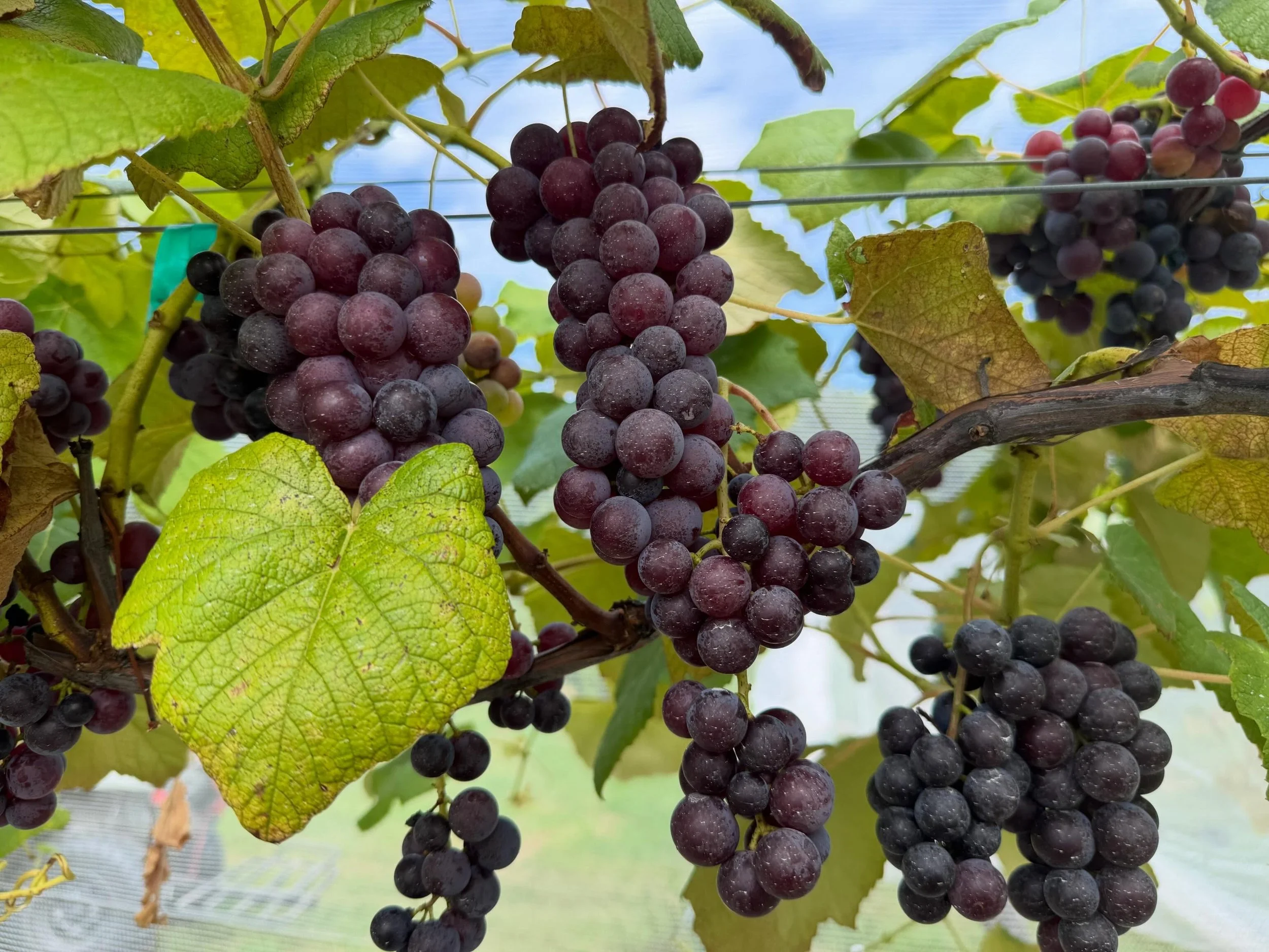 🍇 Orchard Update: PYO Table Grapes are OPEN! 🍇

We&rsquo;re excited to have 4 varieties of fresh-eating grapes ready for pick-your-own this year. Latest to ripen is Mars (pictured) &mdash; sweet, jelly-like flesh, great flavor, and a unique blue co
