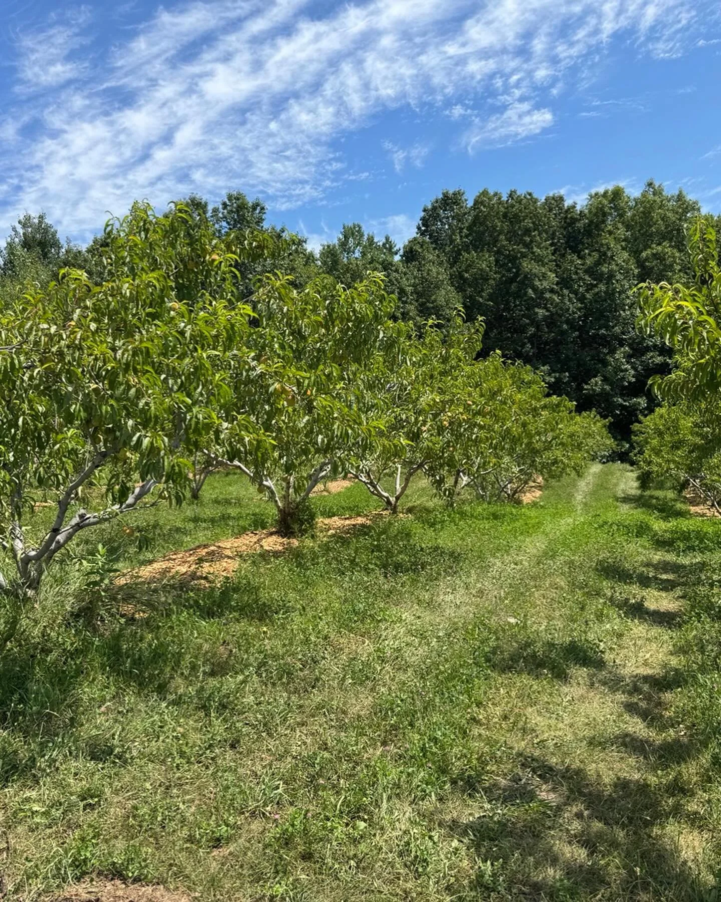 Current orchard status.  PYO peaches open ~08/08/26.  Apples and grapes TBD.  Check back for updates!
