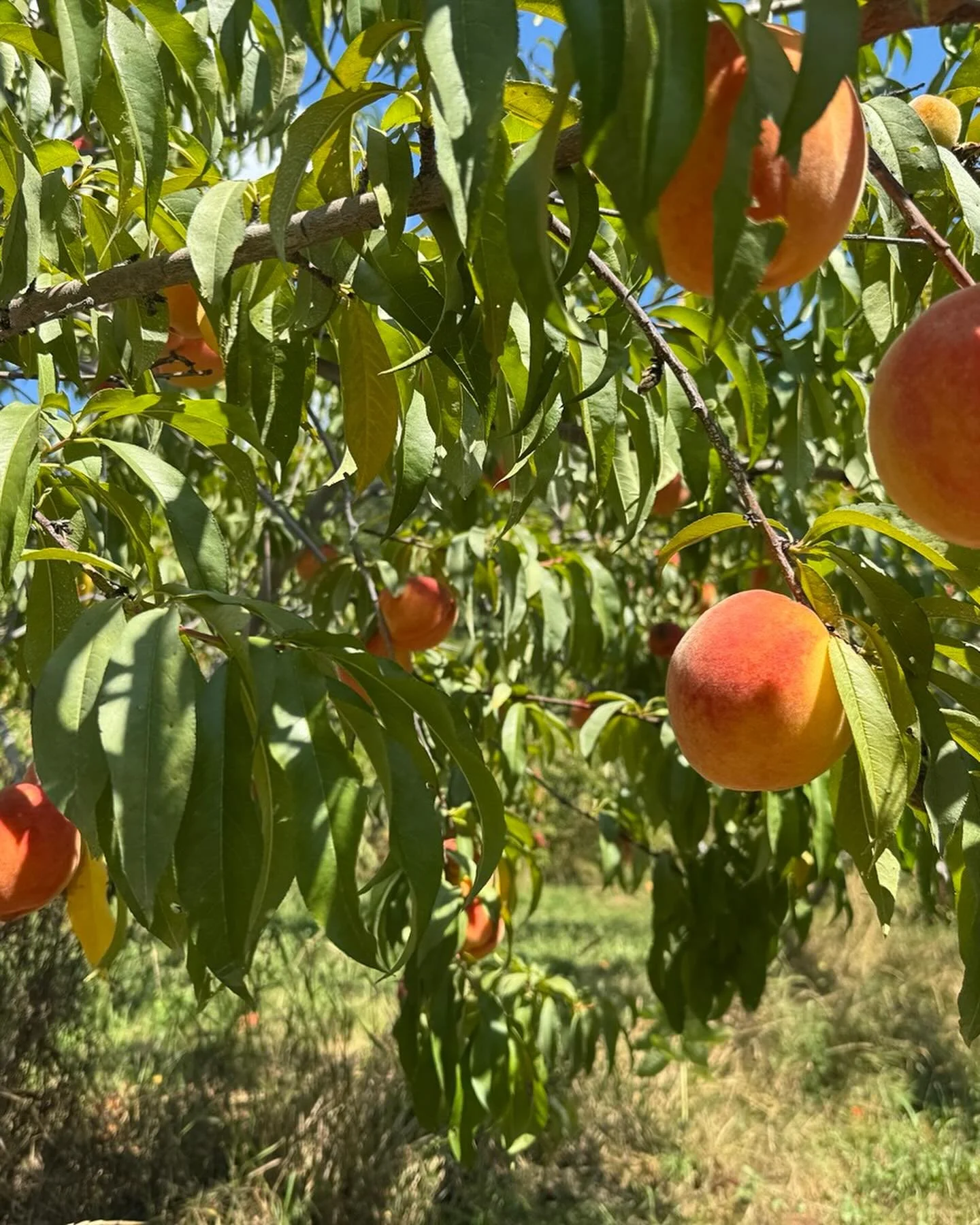We&rsquo;re still pickin&rsquo;! Flaming&rsquo; Fury peaches are up now and CoralStar is on deck.  Both are yellow, freestone varieties and the trees are absolutely loaded!