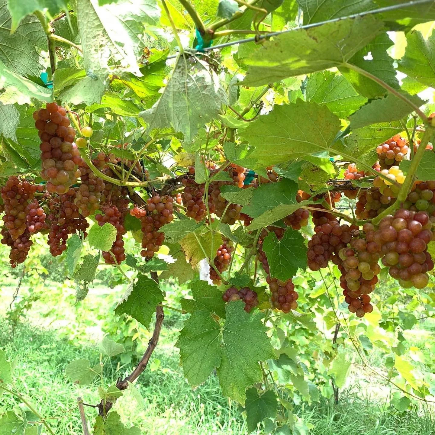 All picked out for peaches and thanks for the support!  We just opened PYO table grapes and should have enough through the end of August. Come check it out and enjoy the orchard/vineyard. $5 per pound and we have three different red seedless varietie