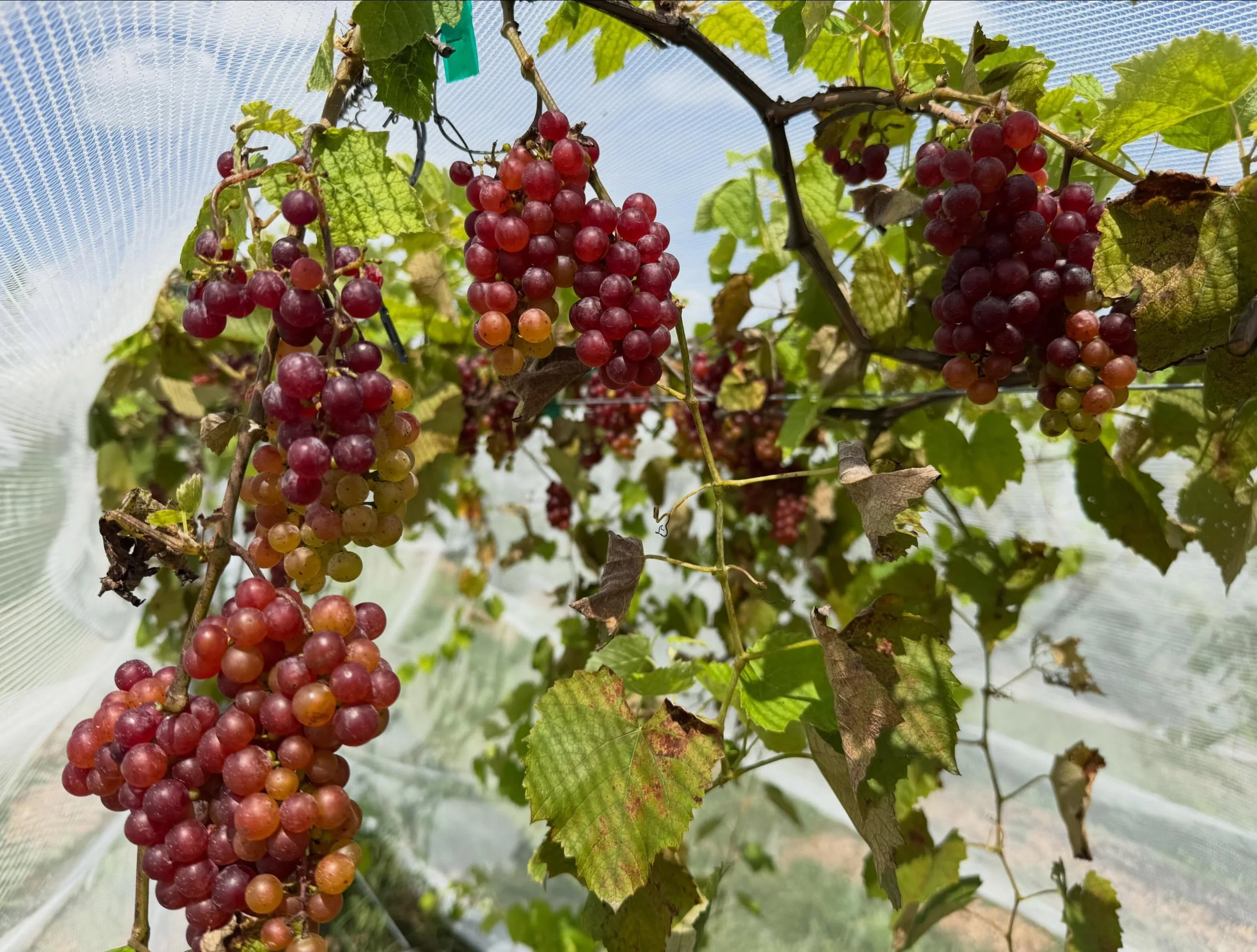 🍇 Certified Organic Fresh-Eating Grapes Are Ready for PYO! 🍇

Come pick your own straight from the vine! This week we&rsquo;ve got four gorgeous varieties ready to go:

🍷 Somerset Seedless &ndash; sweet, crisp, and seedless perfection
🍇 Brianna &