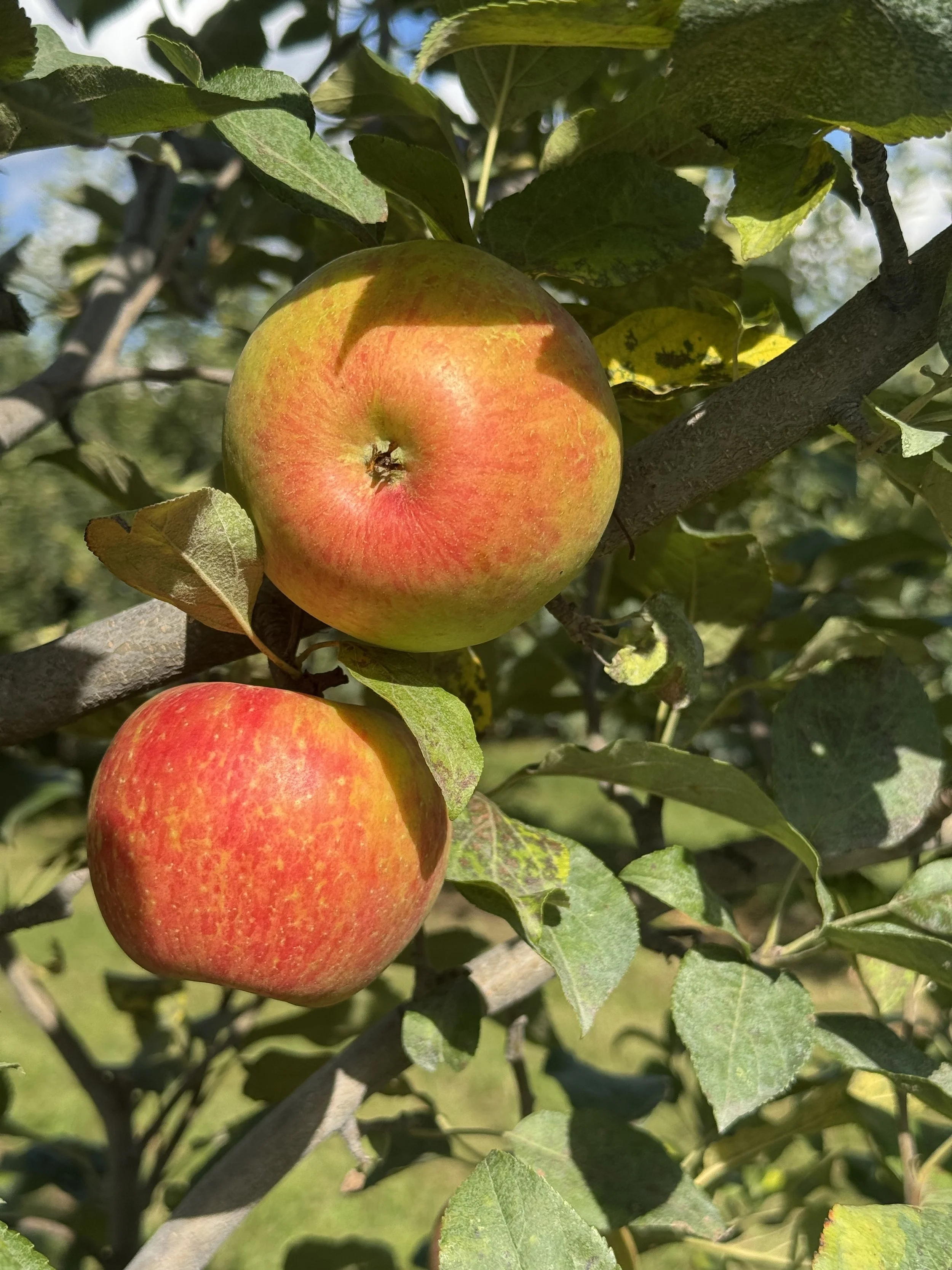Premier Honeycrisp (August 2026)