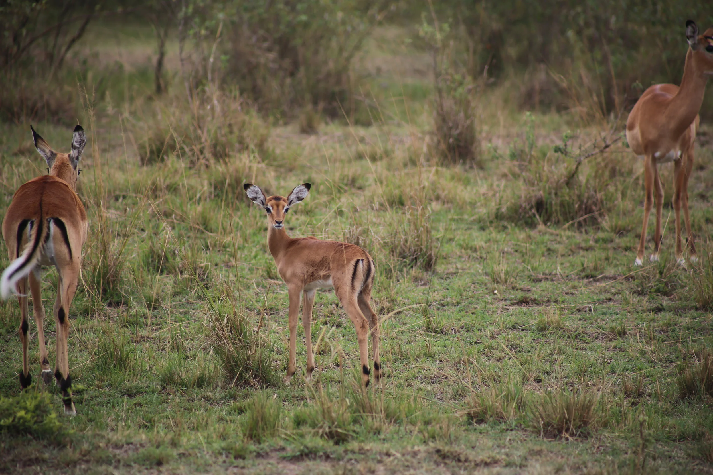 VQ1A7590.JPG