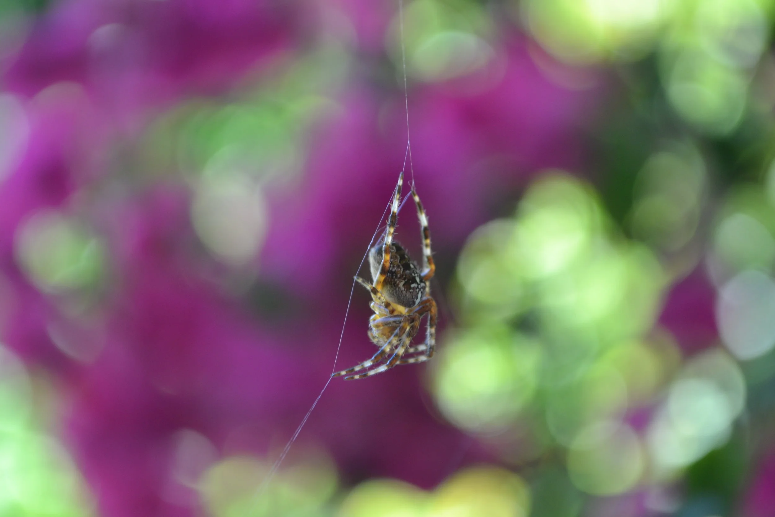 DSC_0112.JPG