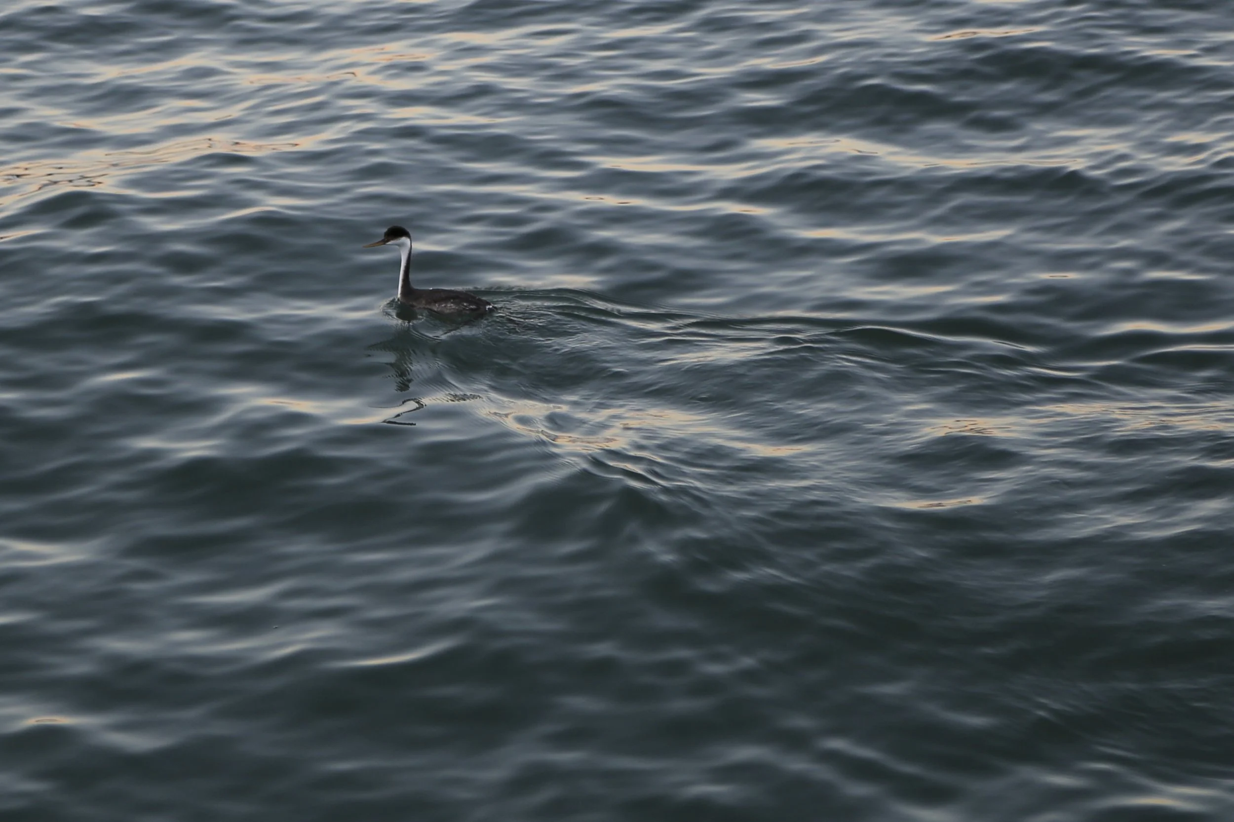 VQ1A0755.JPG