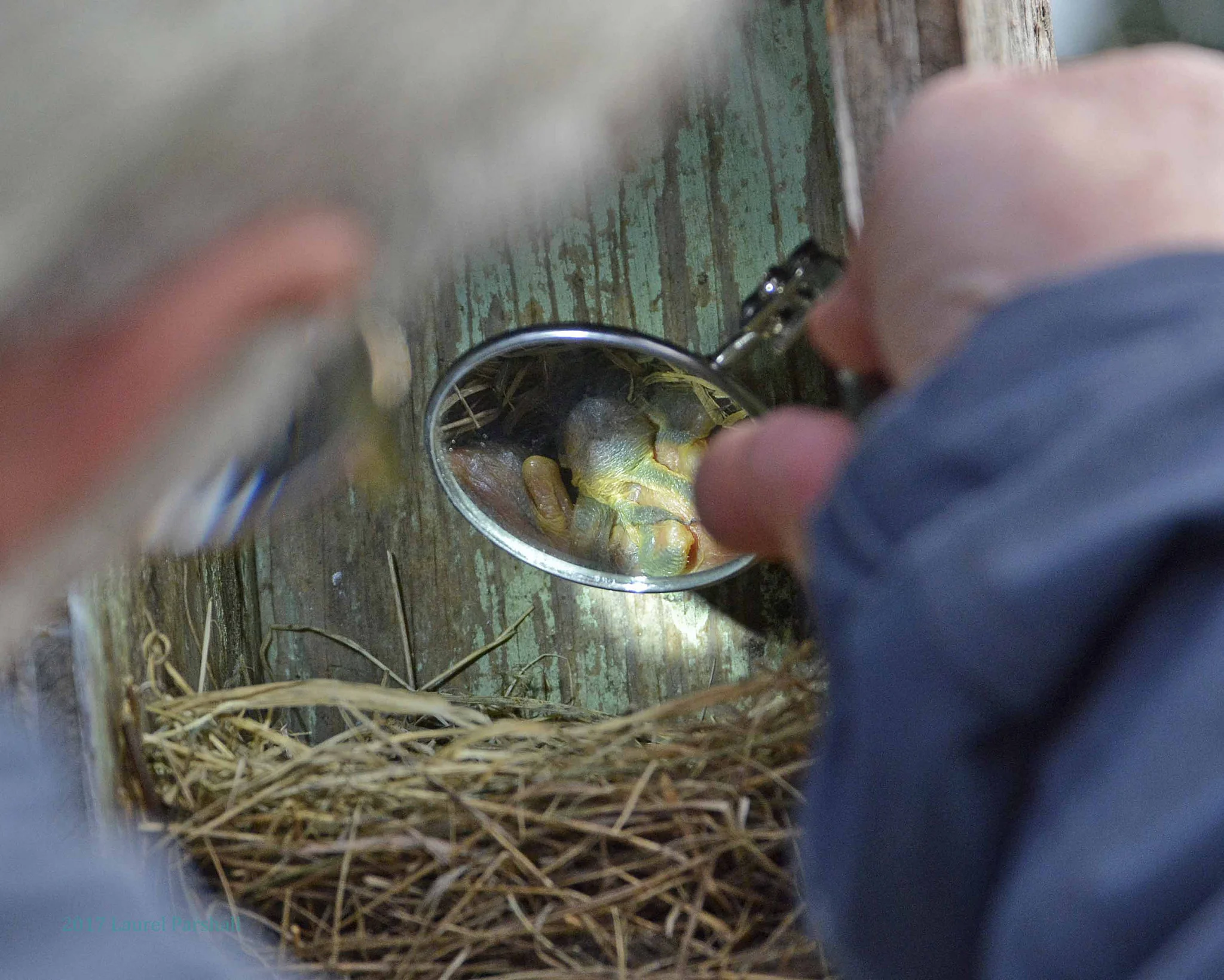 Jerry counts the young with optics at Morse Wildlife Preserve. The public was invited to watch and help as birds were taken from mist nets and nest boxes for banding and recording vitals.