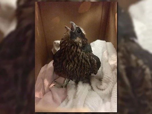 KING_Falcons_June2017_21_1496948588628_9721236_ver1.0.jpg