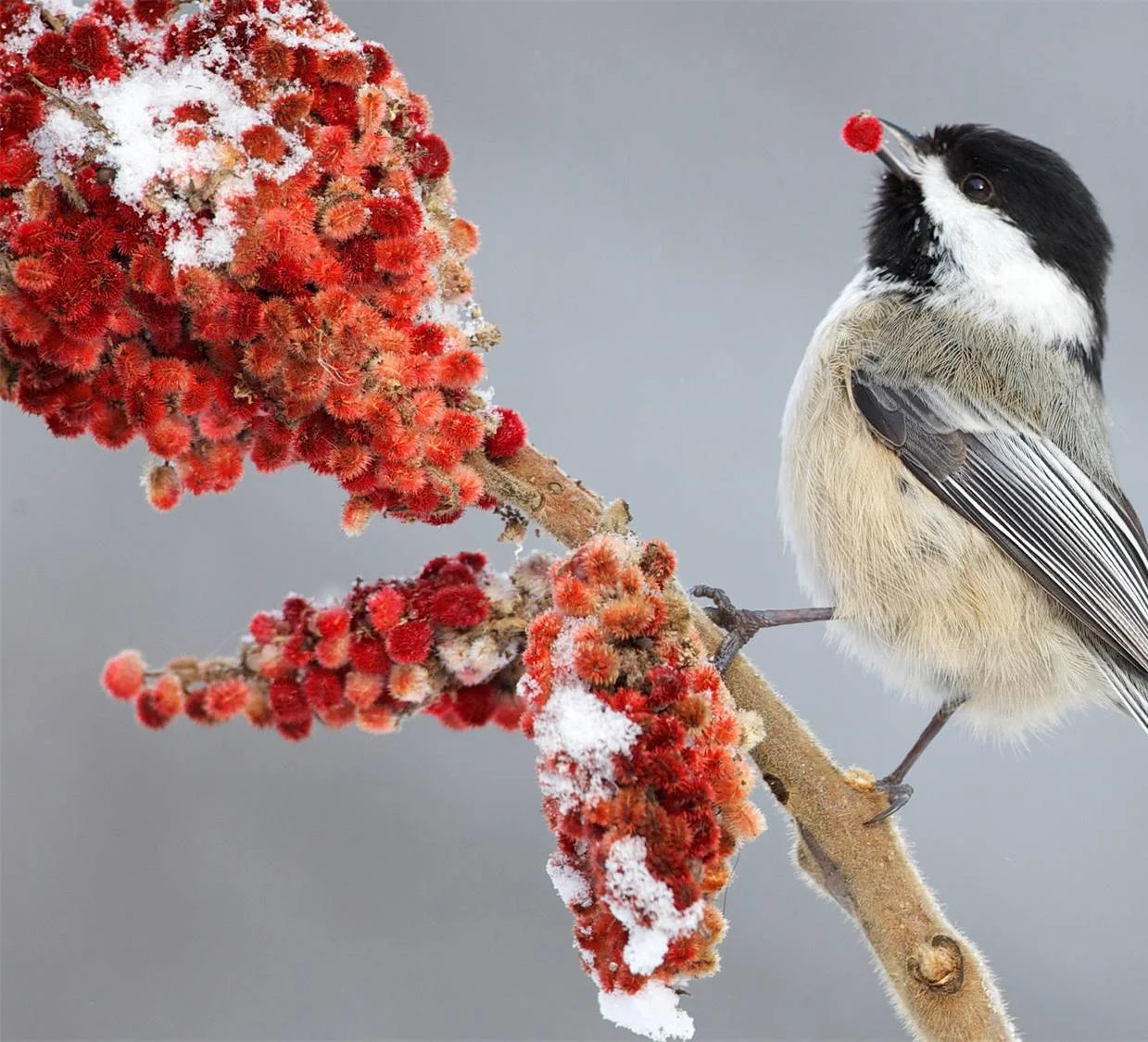 chickadee.jpg