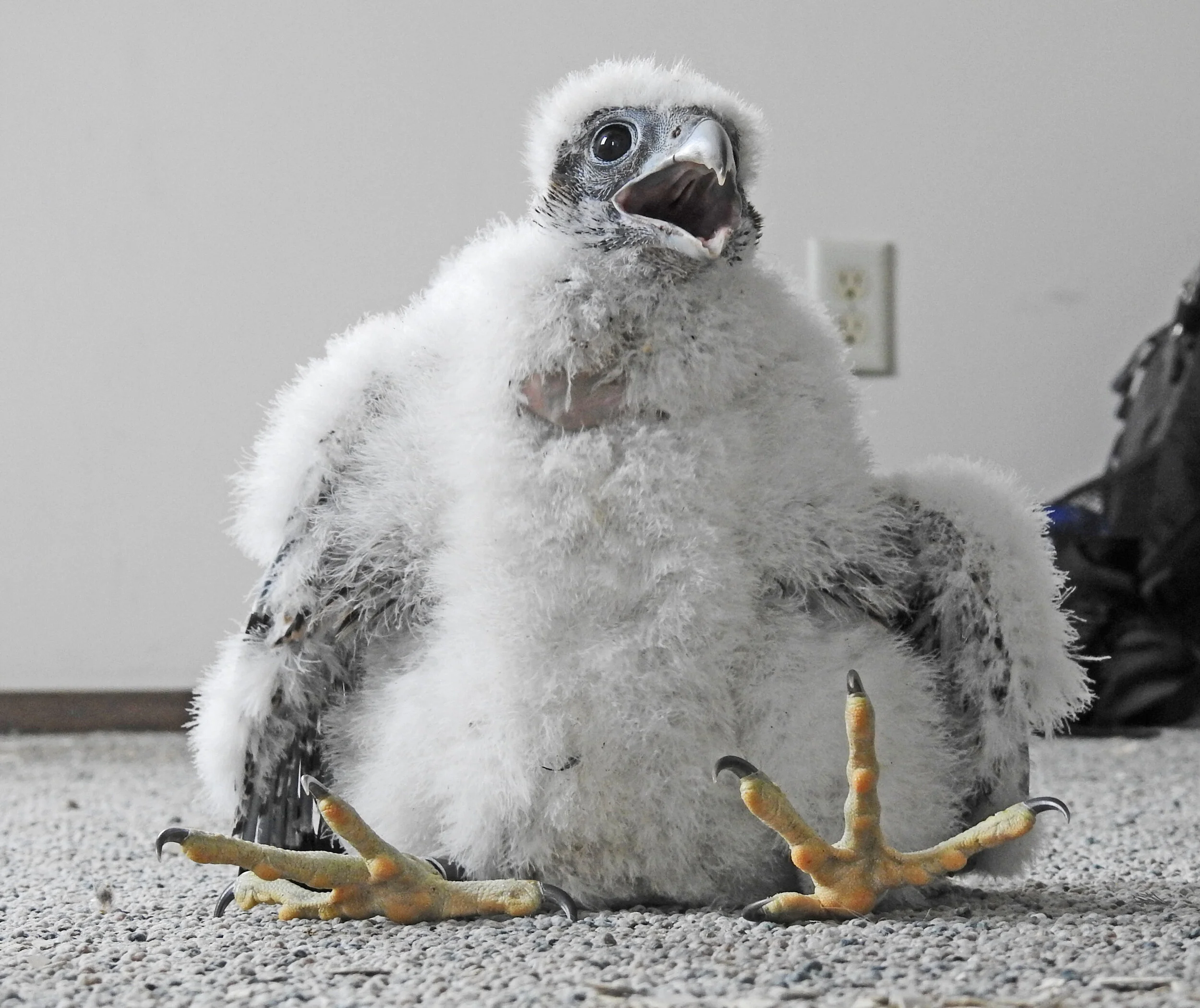 Moments In Nature Tahoma Audubon Society