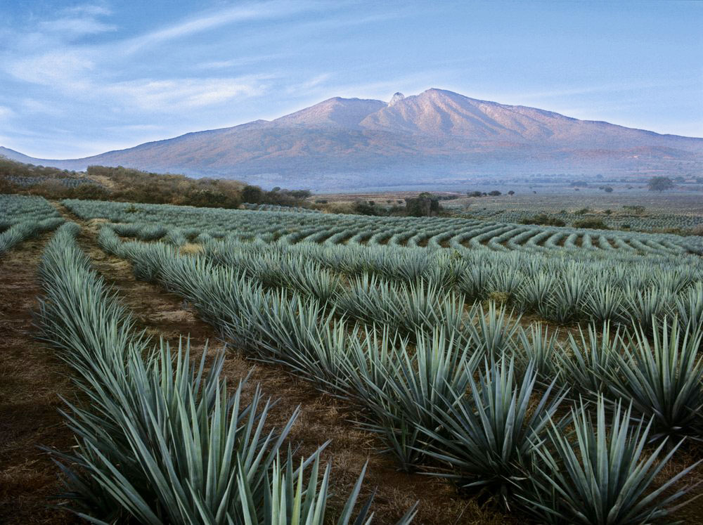 Agave-Fields-Mountain-View.jpg