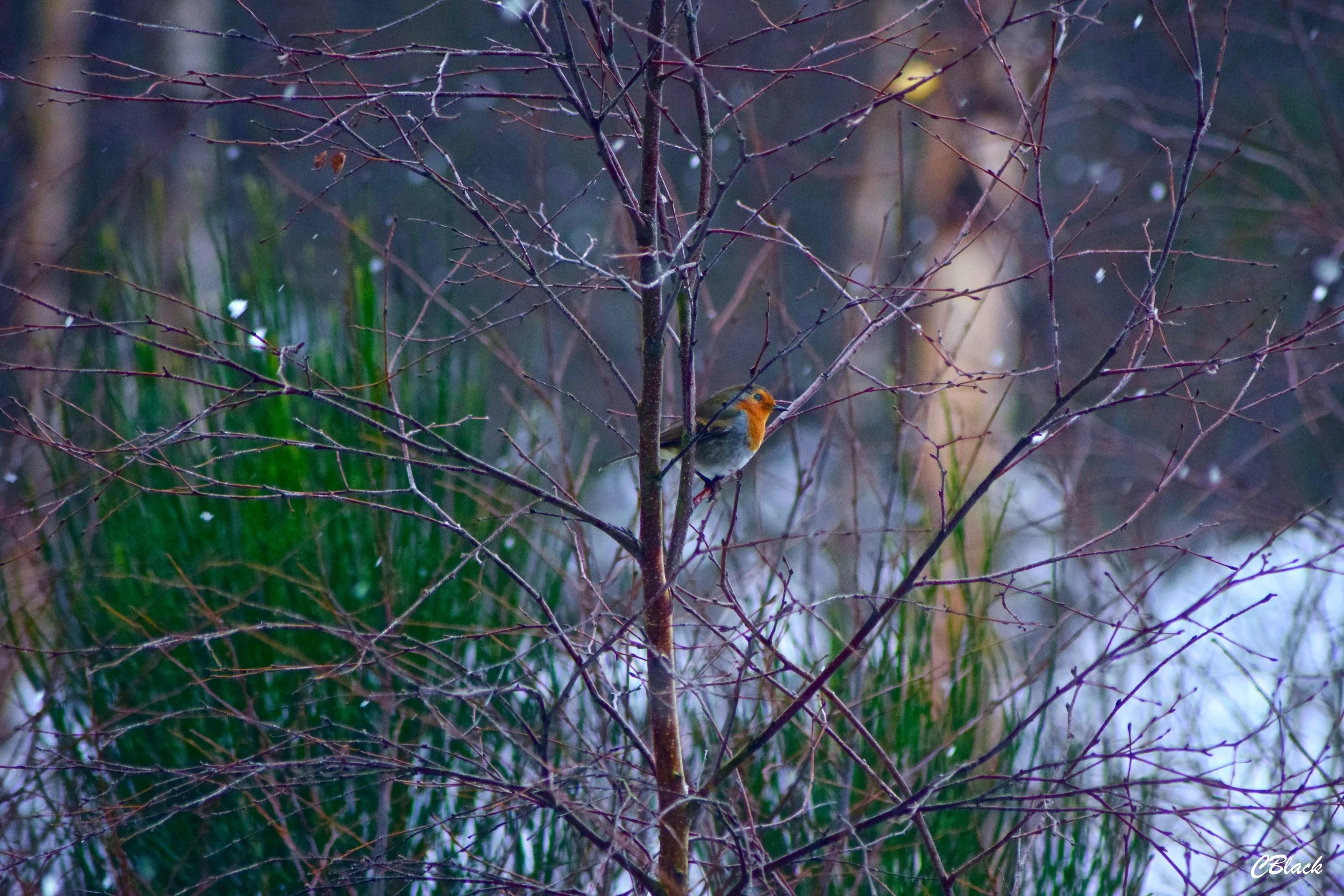 DSC_0063.jpg