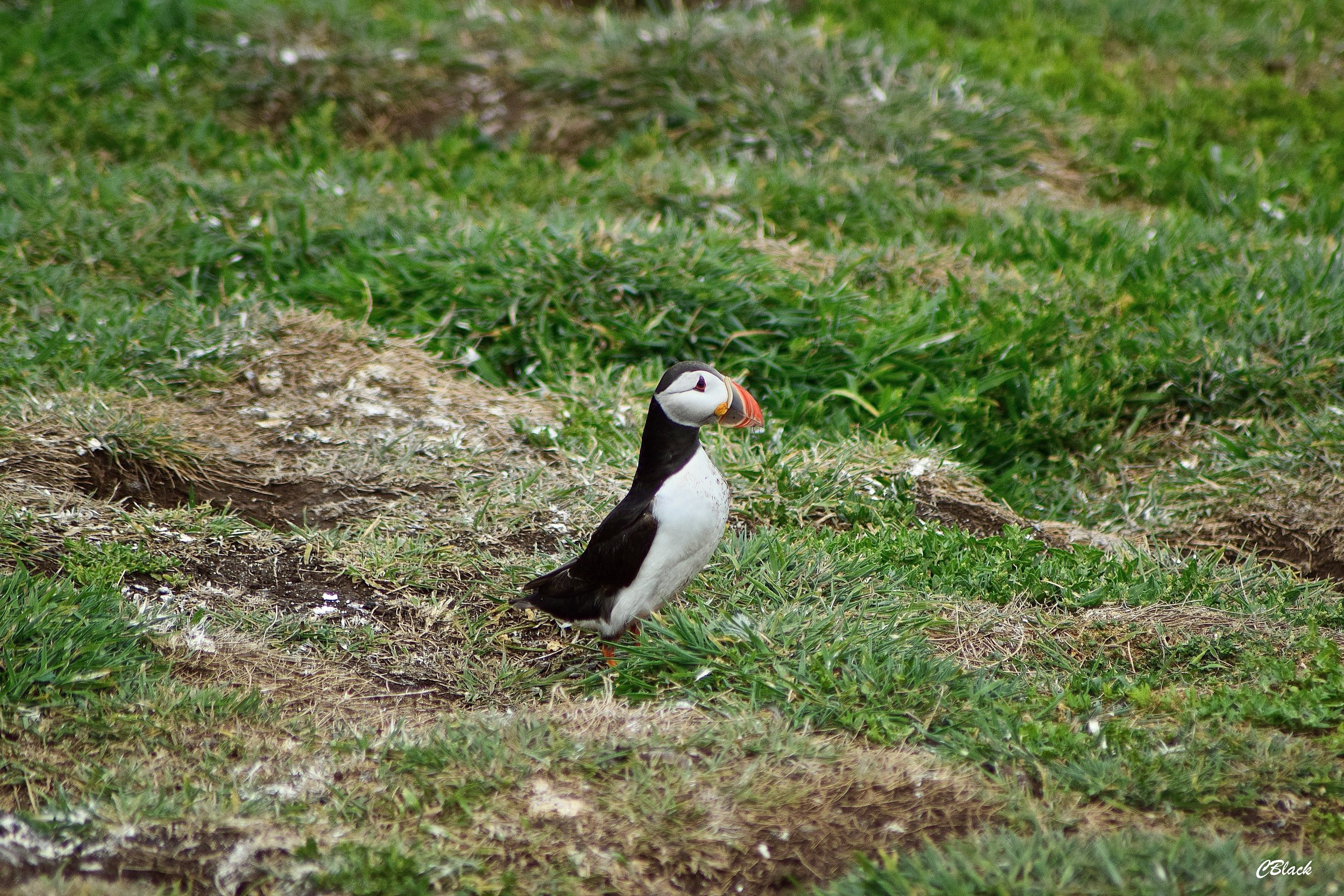 DSC_0289.jpg