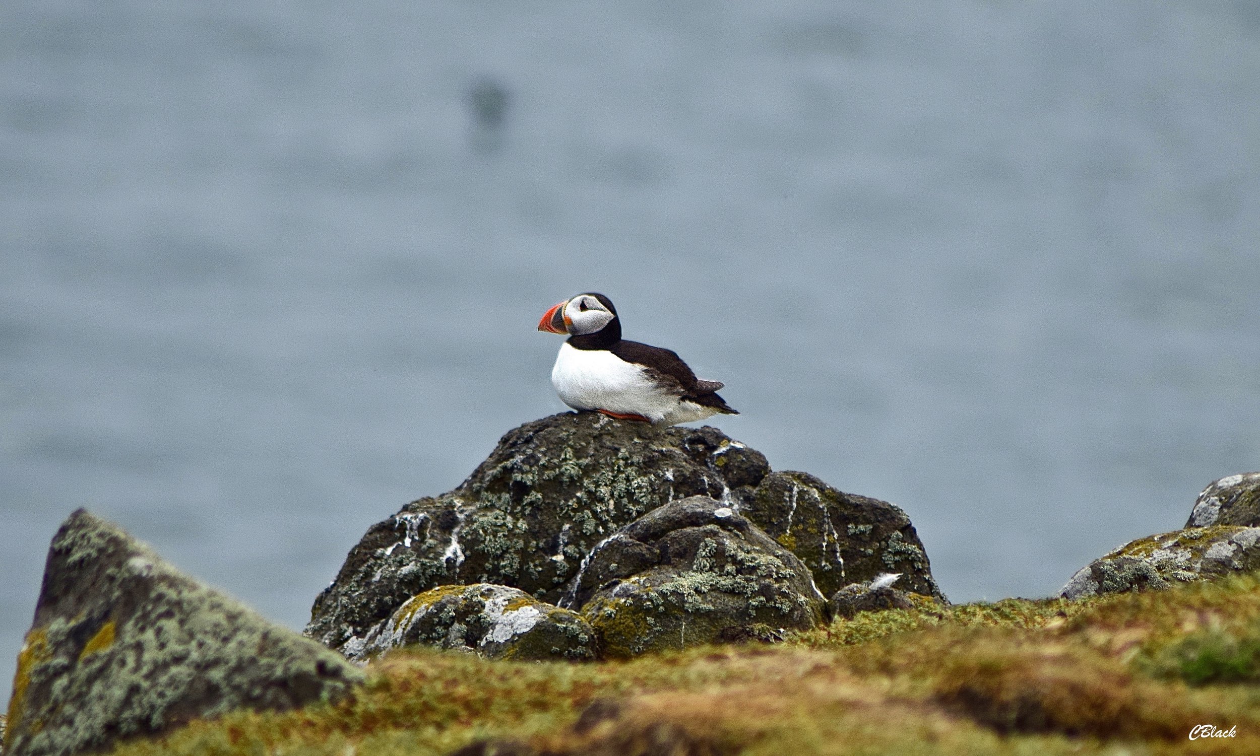 DSC_0442.jpg