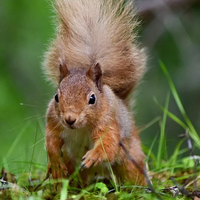 Can&rsquo;t wait to be back out photographing these cheeky guys #redsquirrel #squirrel #squirrelsofinstagram #cairngormsnationalpark #scottishwildlife #scotland #highlands #wildlifephotography #thegreatoutdoors