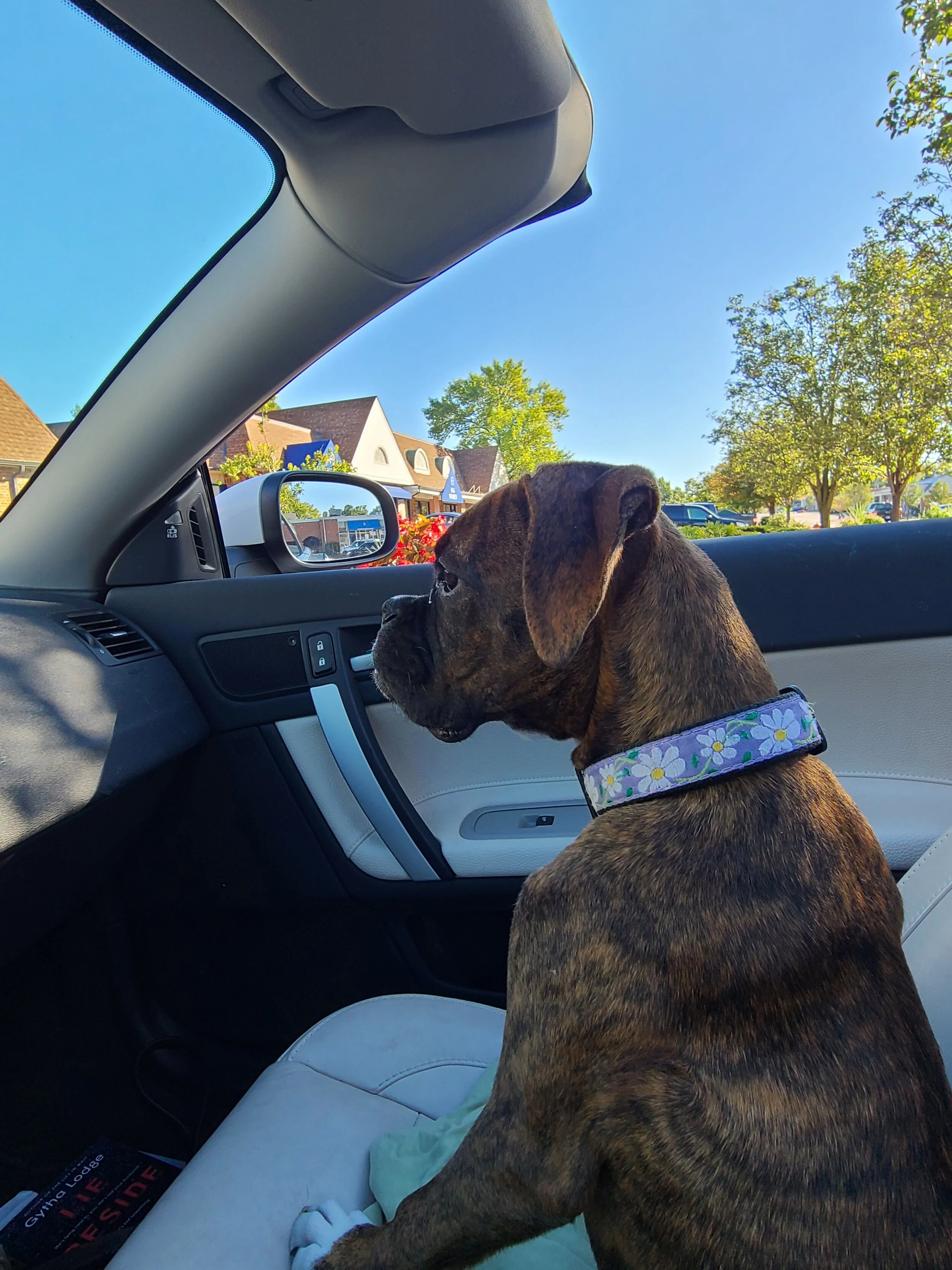 Dog Days of Summer