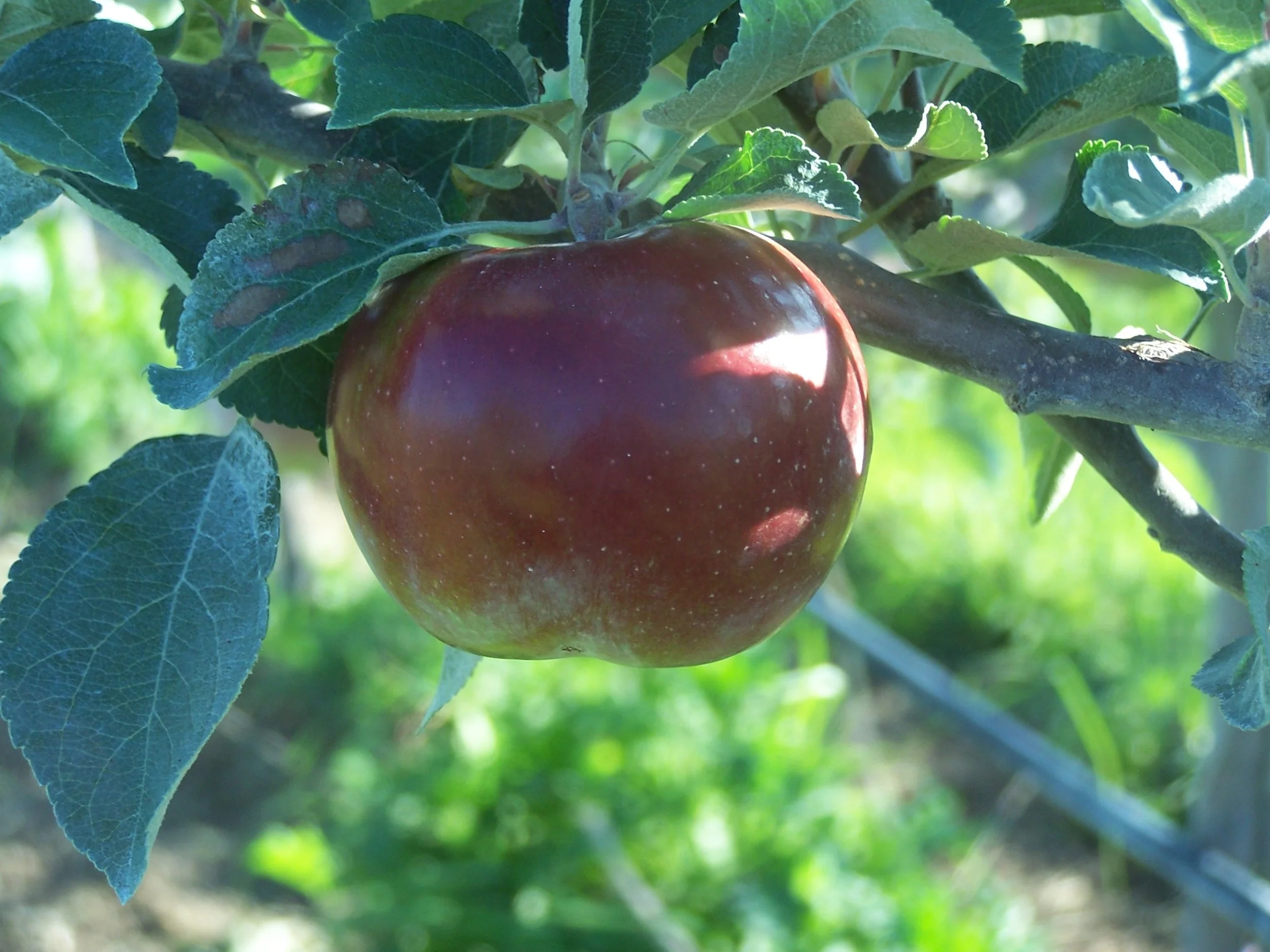 Sparton_Apple.JPG