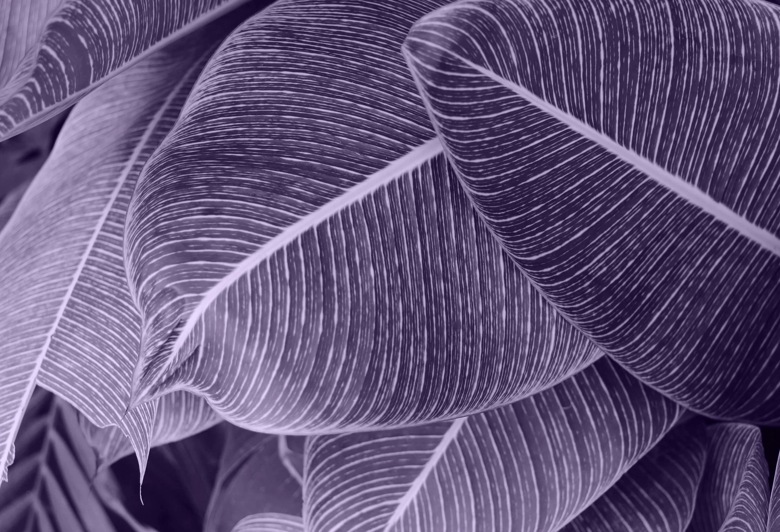 Close-up of purple and white variegated leaves with prominent veins and smooth curves.