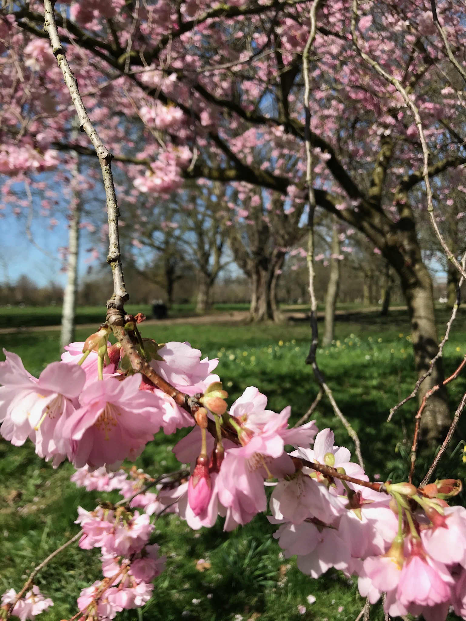 Spring in Walpole Park