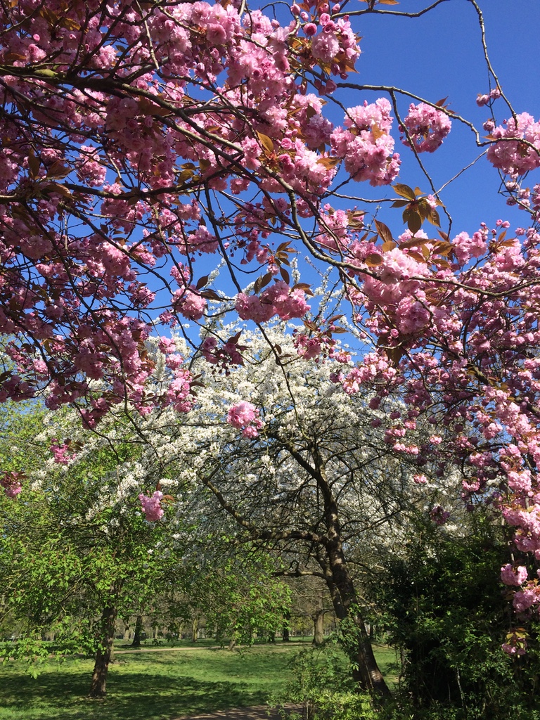 Spring time in Walpole Park