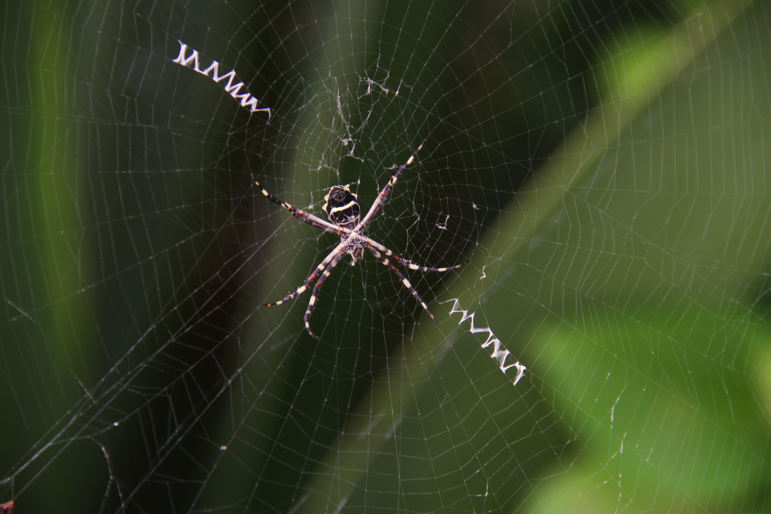 Bajan Spider