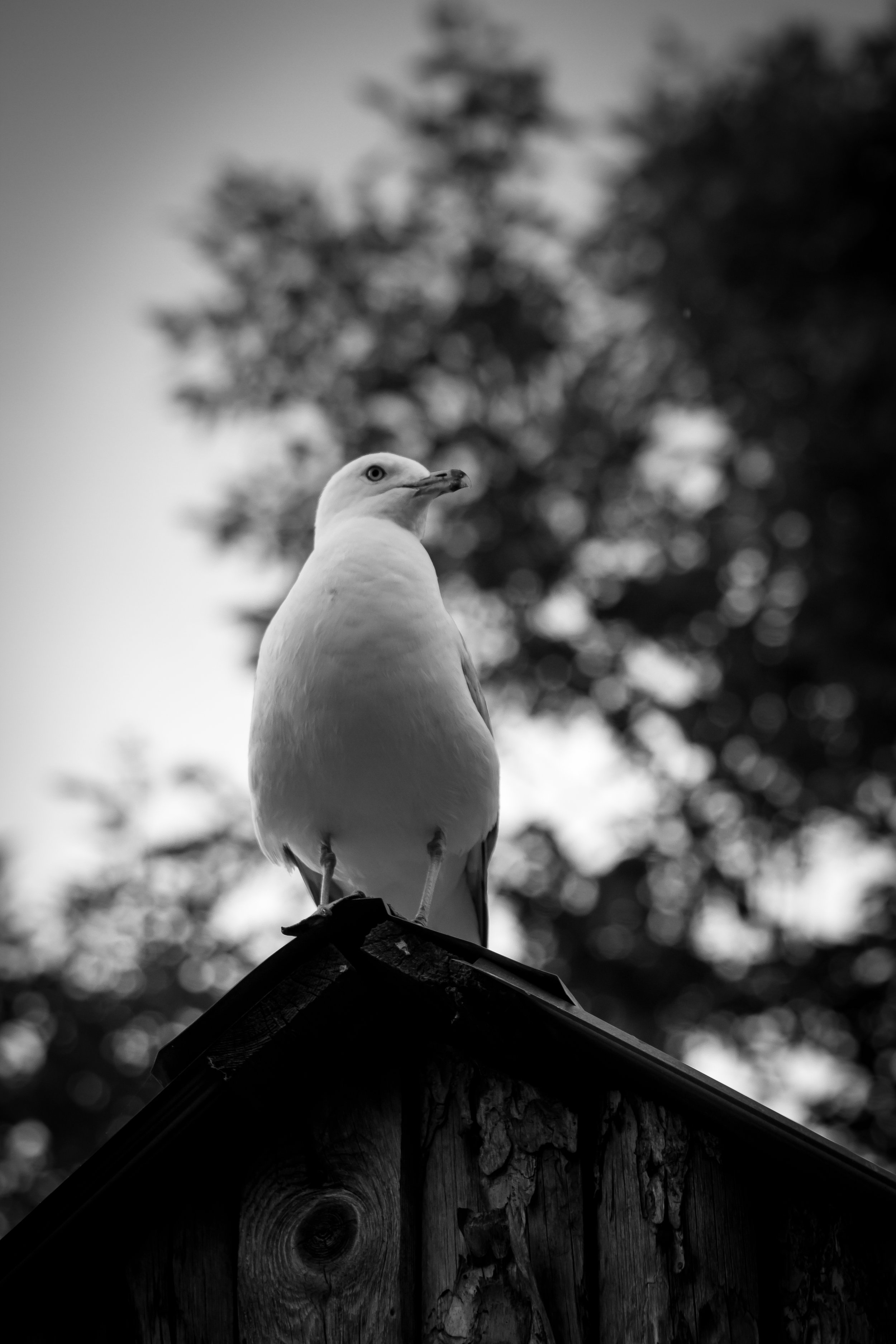 seagull